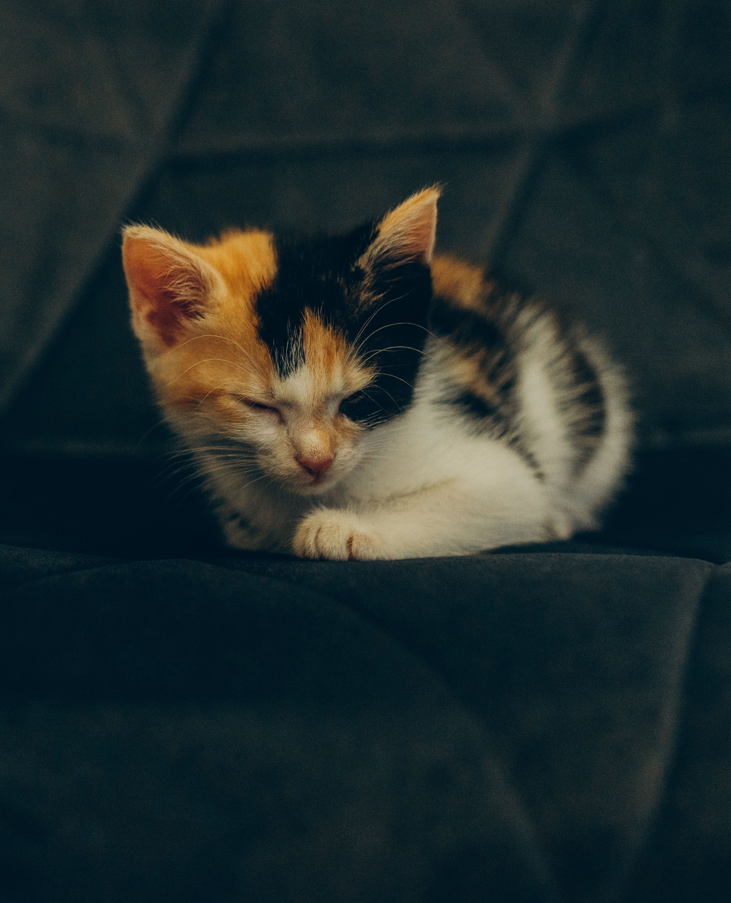 Соник. Фотограф анималист в Спб недорого Олеся Майорова