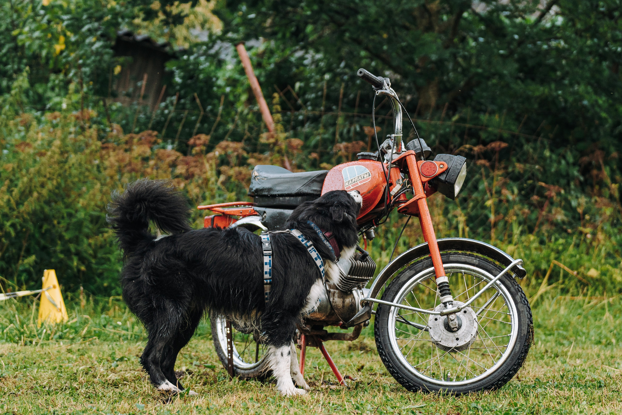 Соревнования по ноузворку в Новожилово. Фотограф анималист в Спб недорого Олеся Майорова