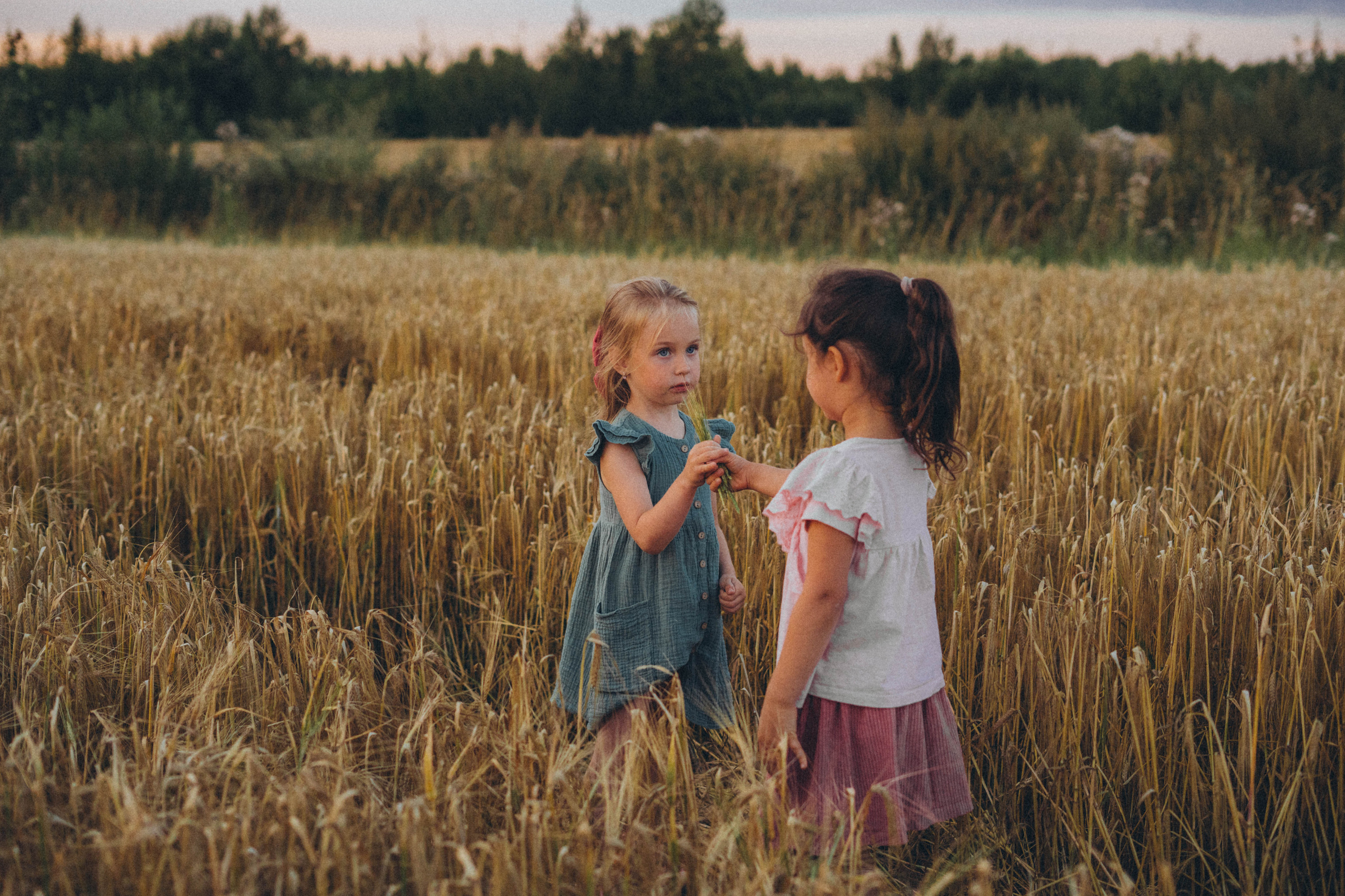 Пшеница. Фотограф СПб. Фотопрогулки. Меркулова Юлия