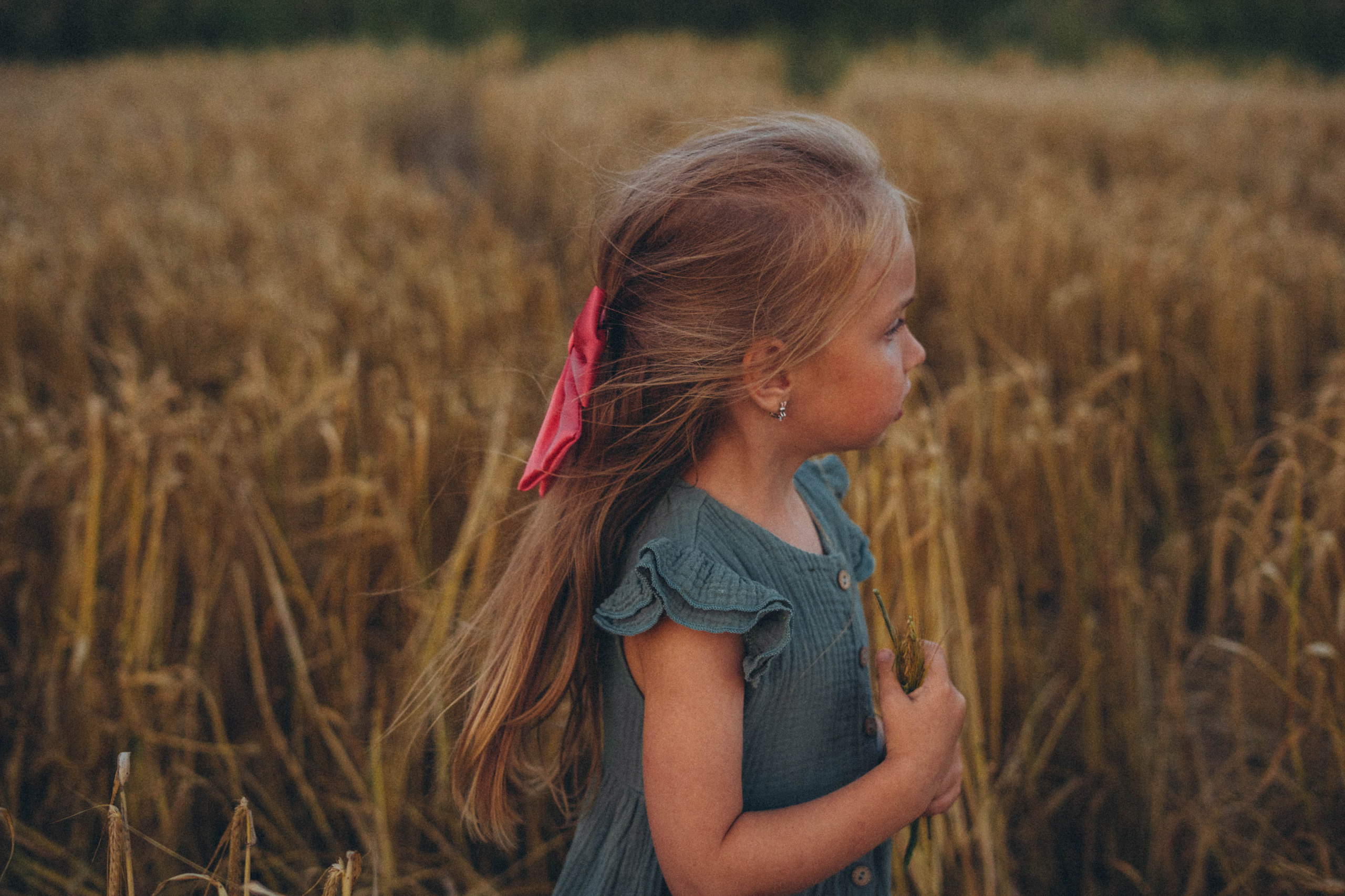 Пшеница. Фотограф СПб. Фотопрогулки. Меркулова Юлия
