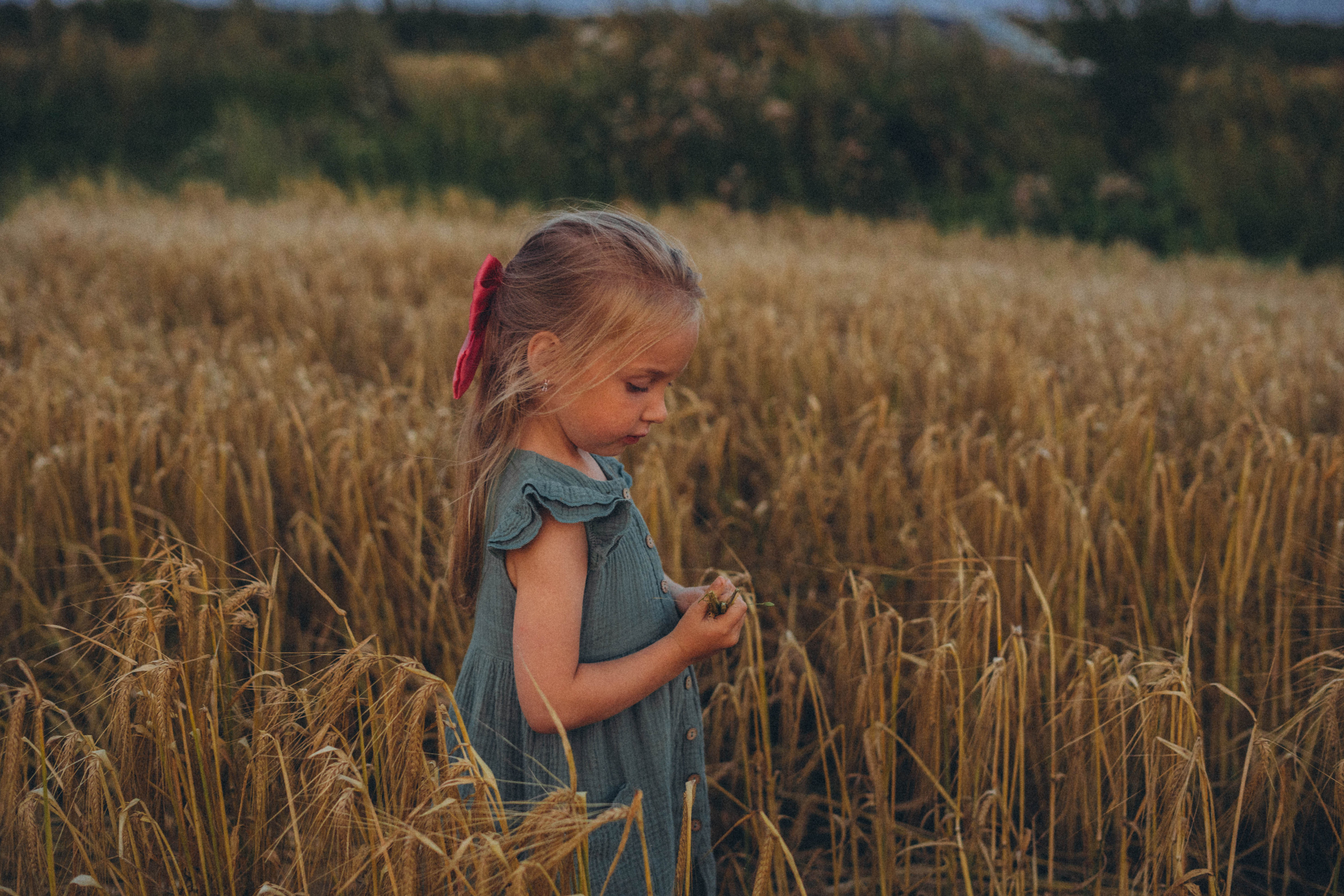 Пшеница. Фотограф СПб. Фотопрогулки. Меркулова Юлия