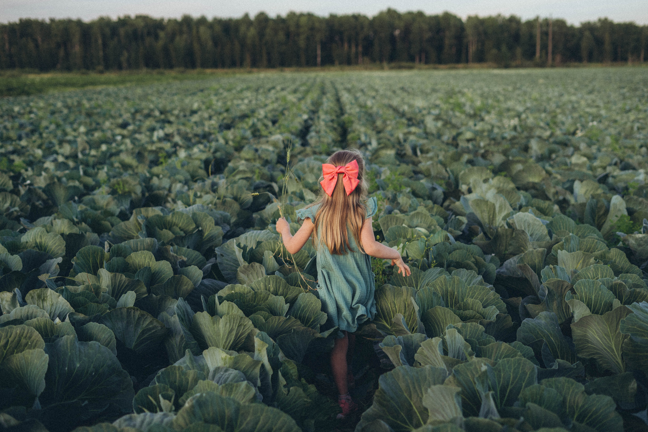 Капуста. Фотограф СПб. Фотопрогулки. Меркулова Юлия