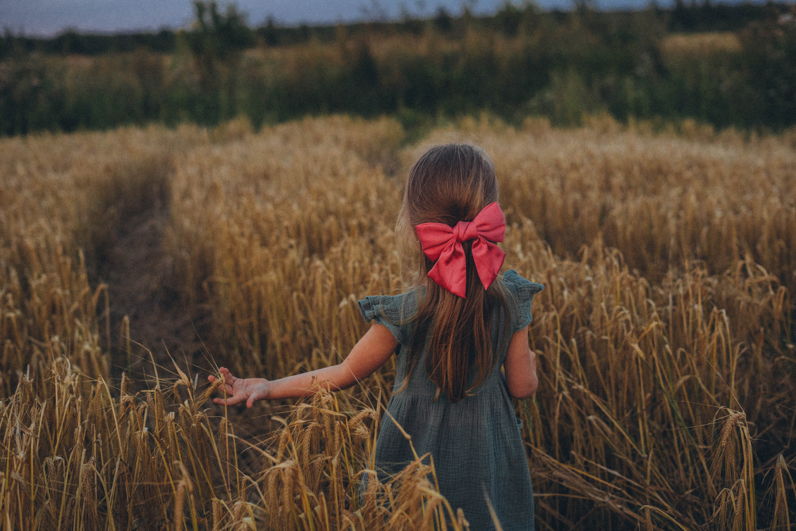 Пшеница. Фотограф СПб. Фотопрогулки. Меркулова Юлия
