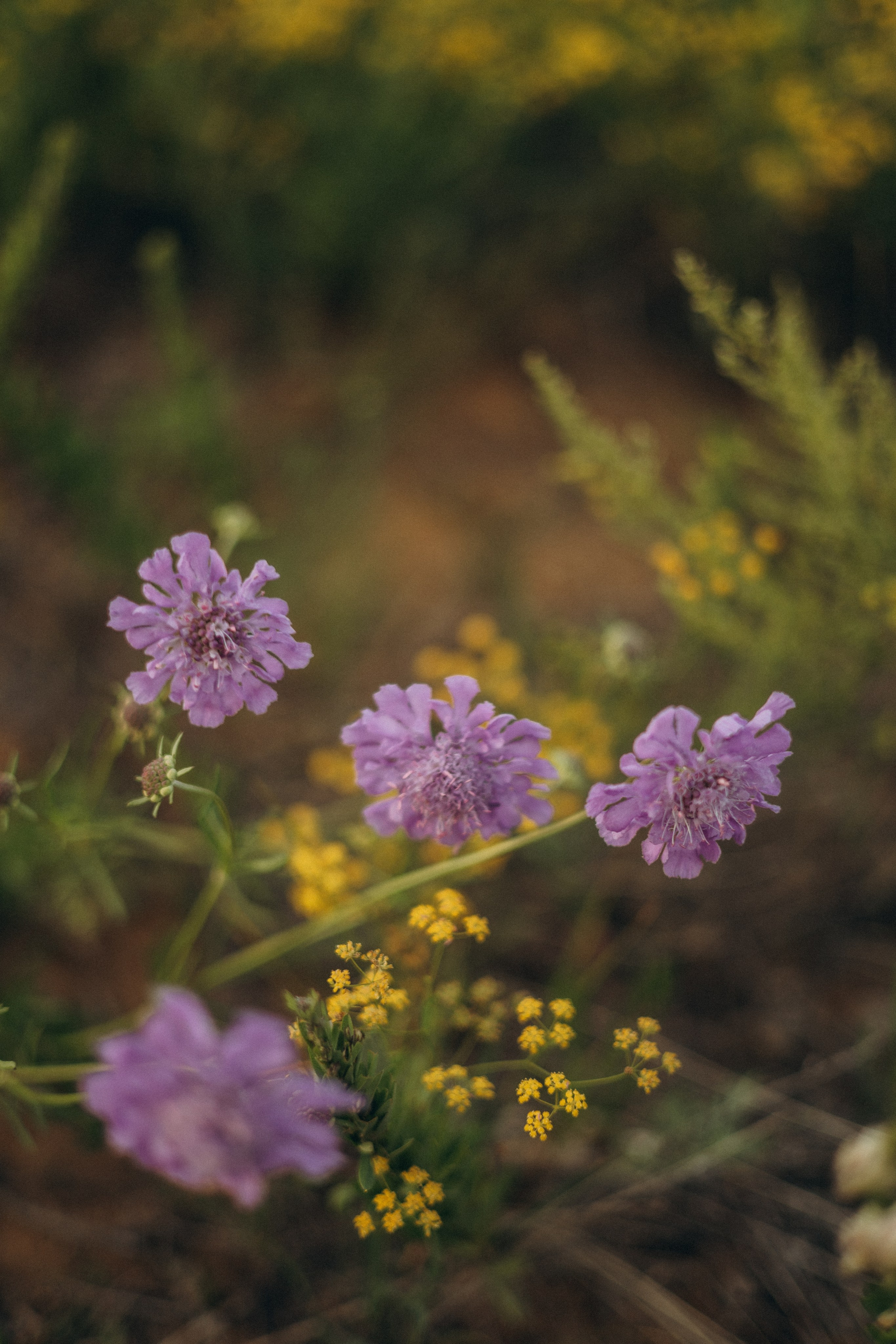 Такая нежная любовь…. Фотограф в г. Чита