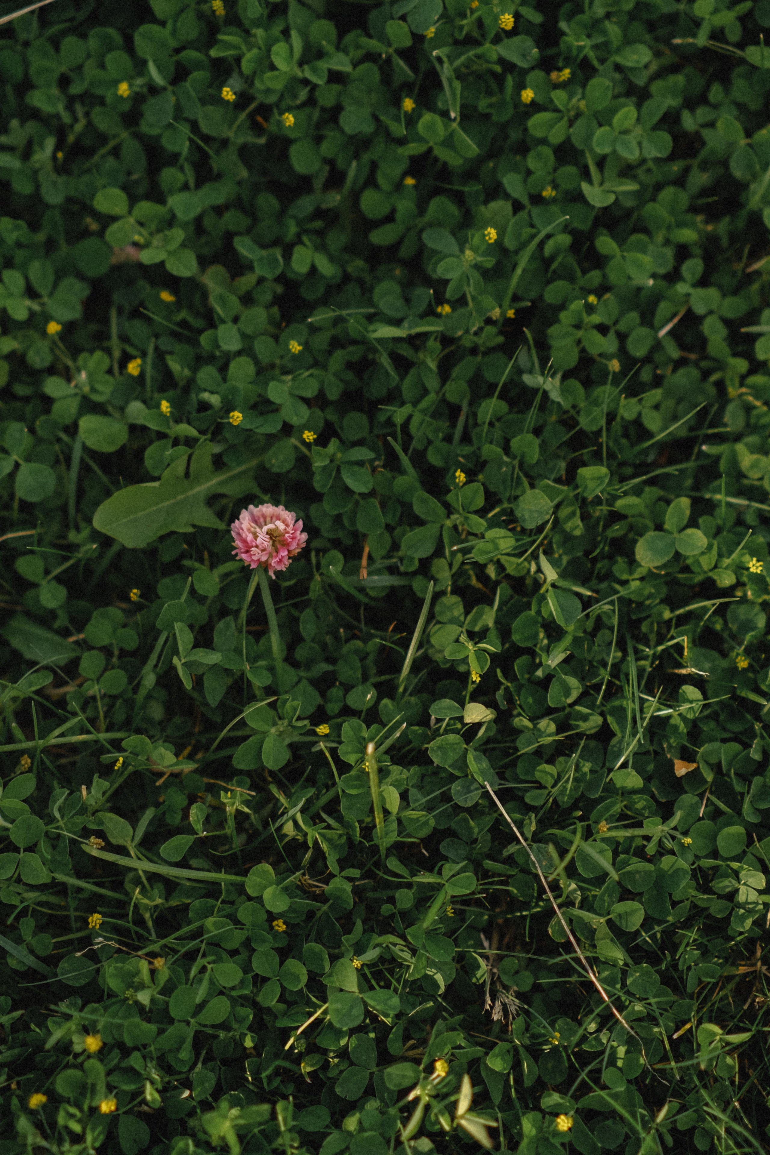 Настя и Аделина. Семейный фотограф Москва