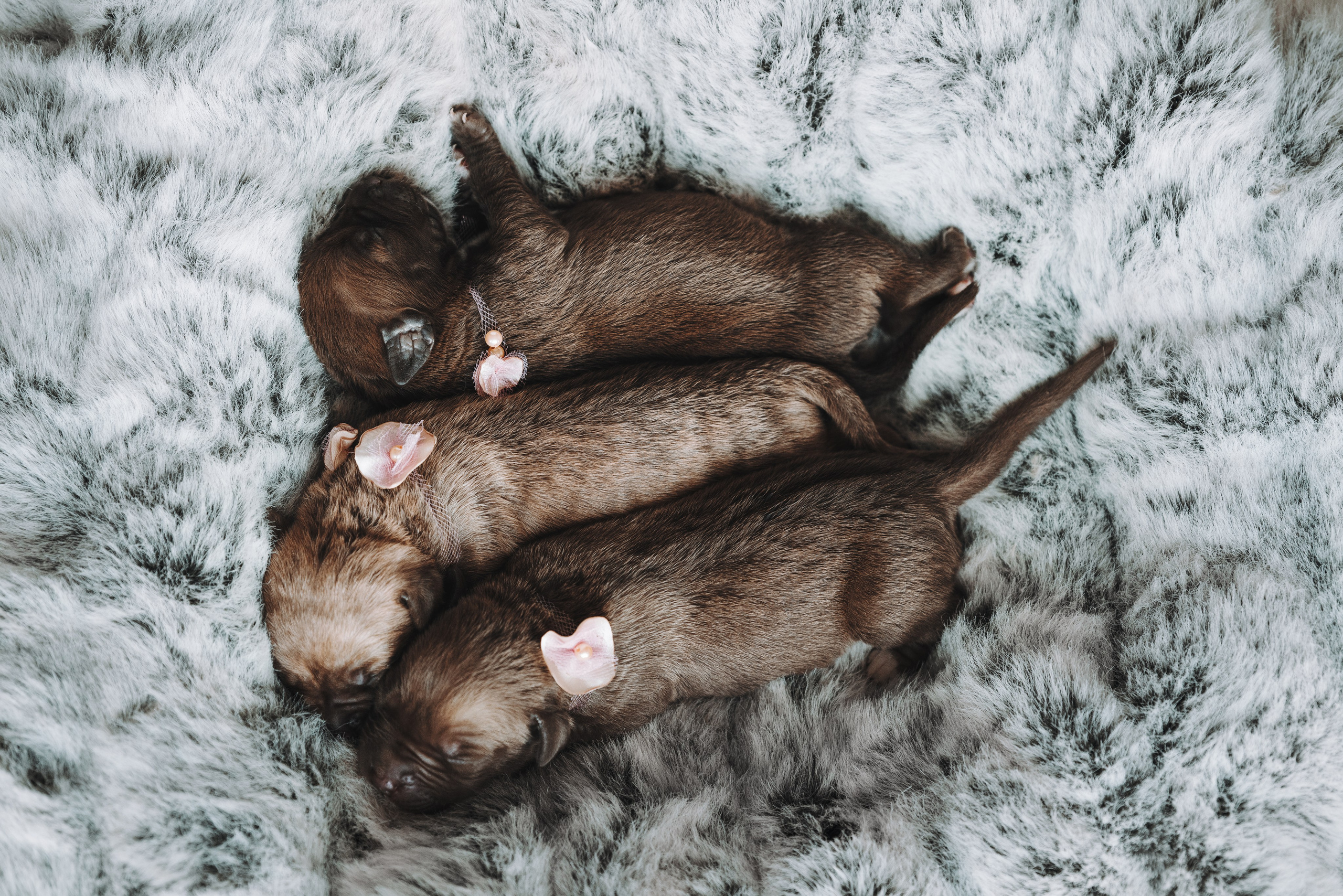 Прайтеры. Фотограф анималист Осипчикова Мария