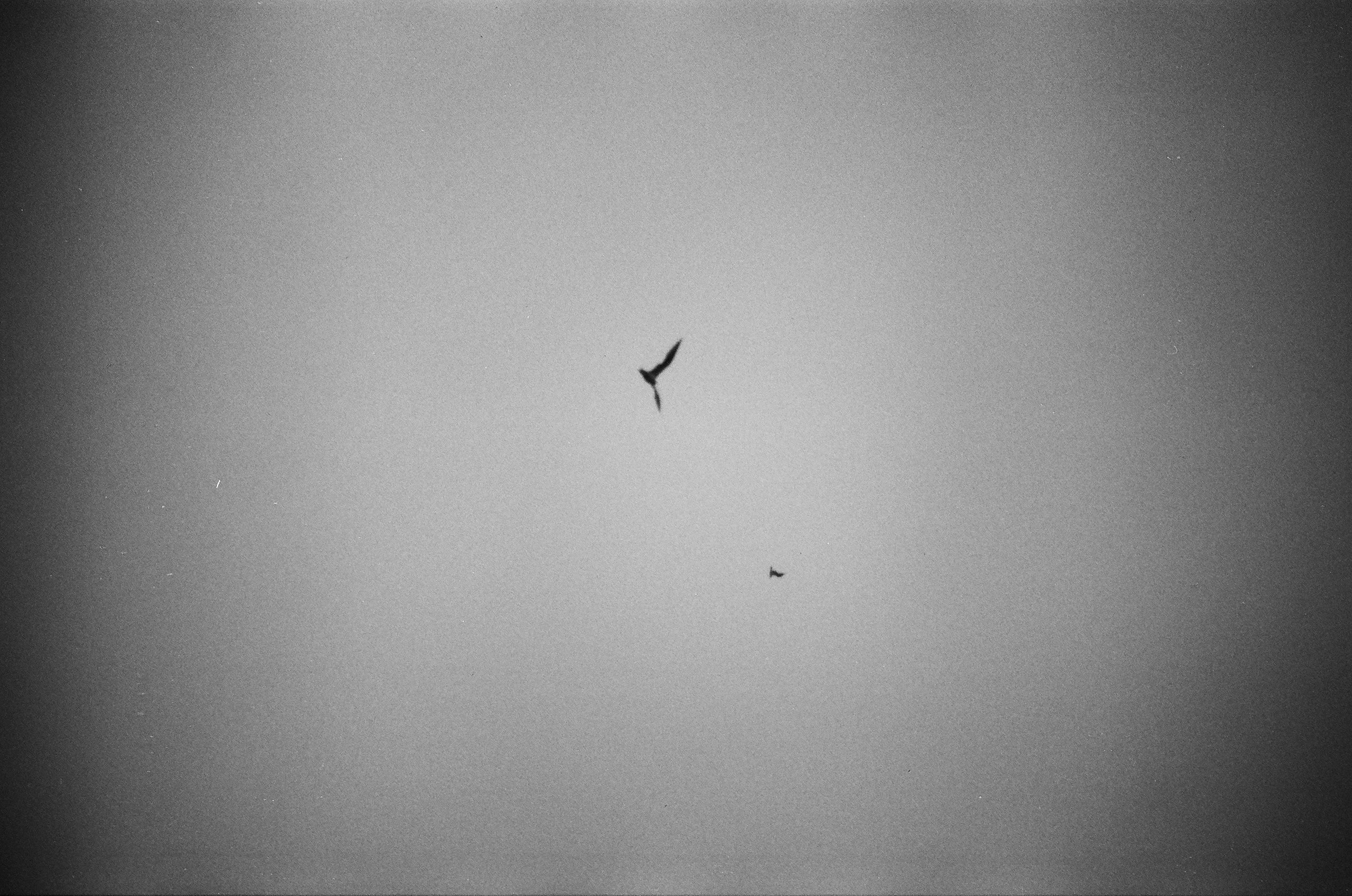 Dispersed Presence. Film and another stuff