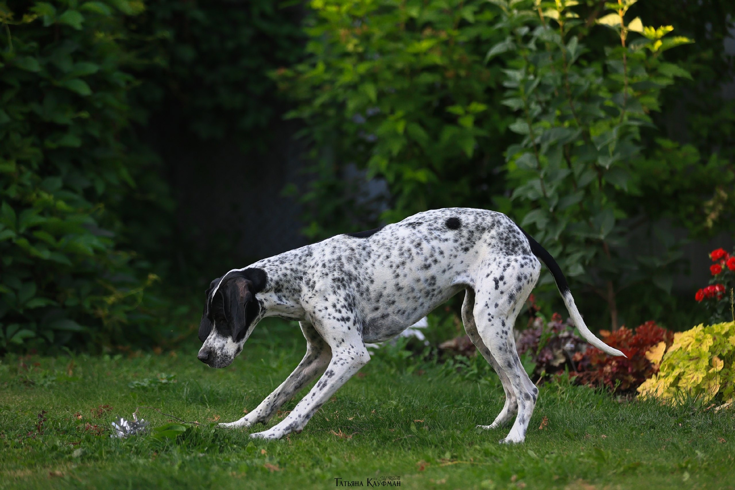 Поинтер, собака в цветах, красивая собака, фотограф анималист, фотокурс Анималистика, научиться фотографировать собак, фотограф Новосибирск