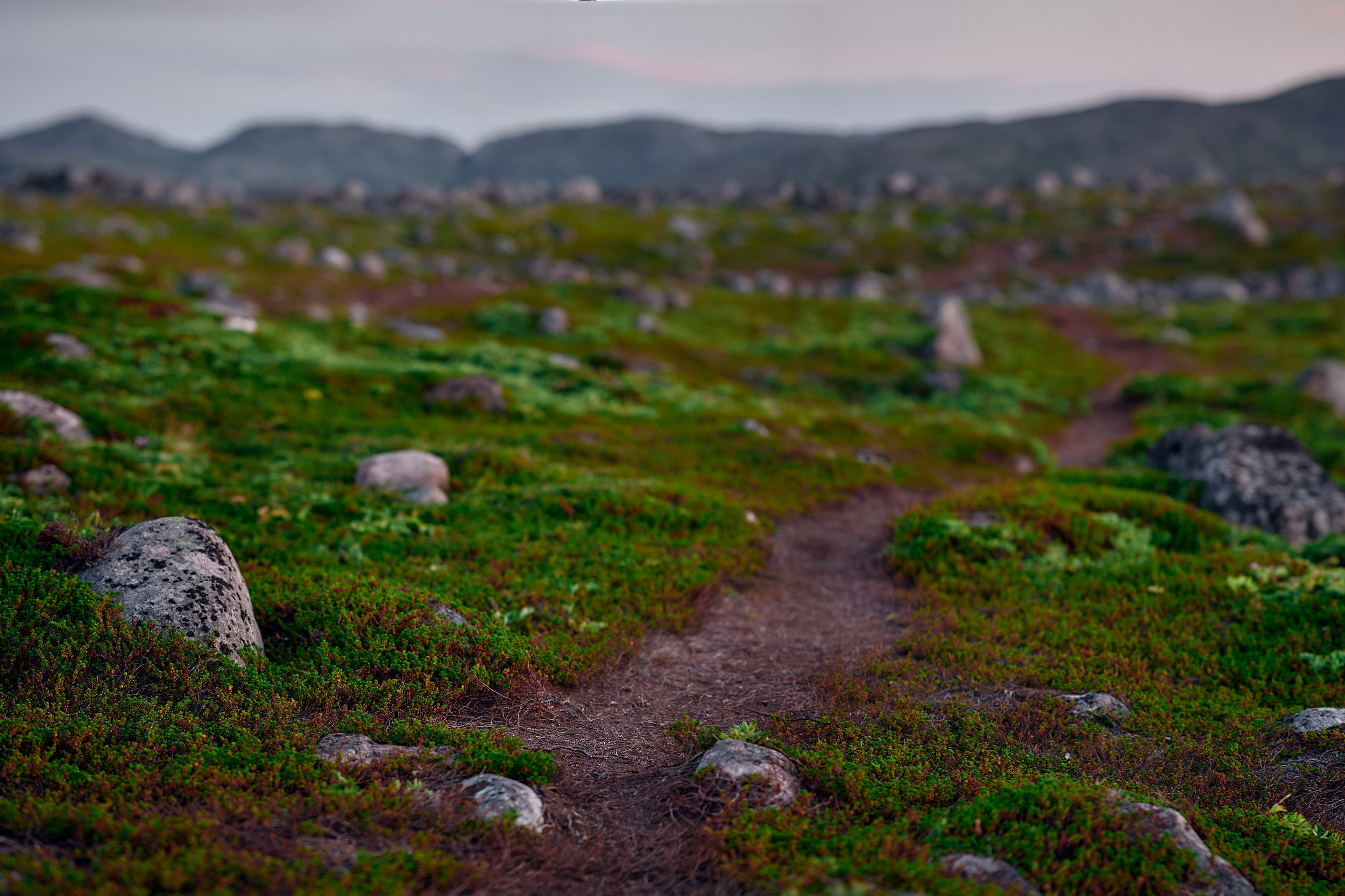 Дорожка из камней и мха. Закат. Териберка.
