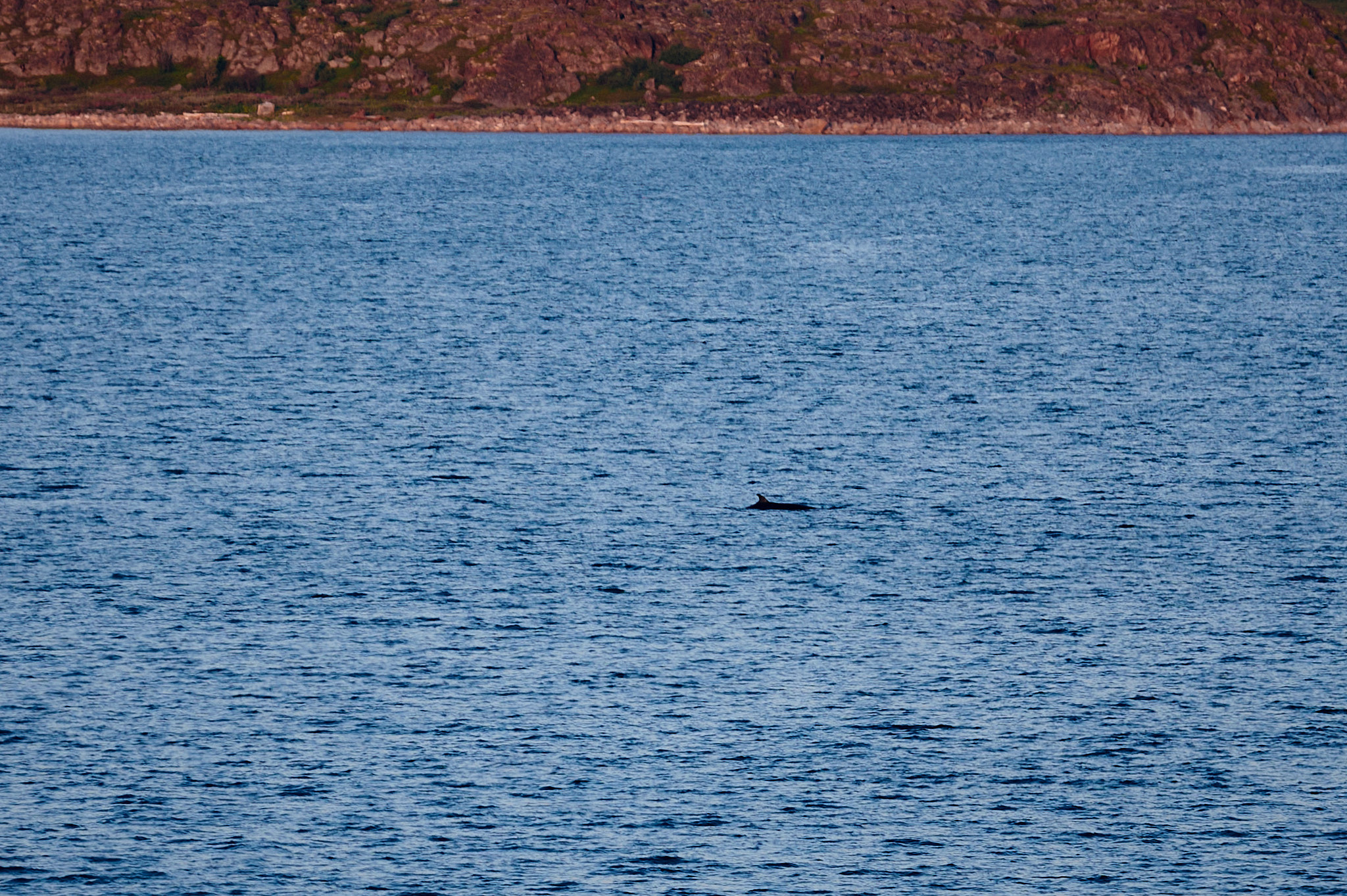 Киты. Косатки. Териберка. Баренцево море.