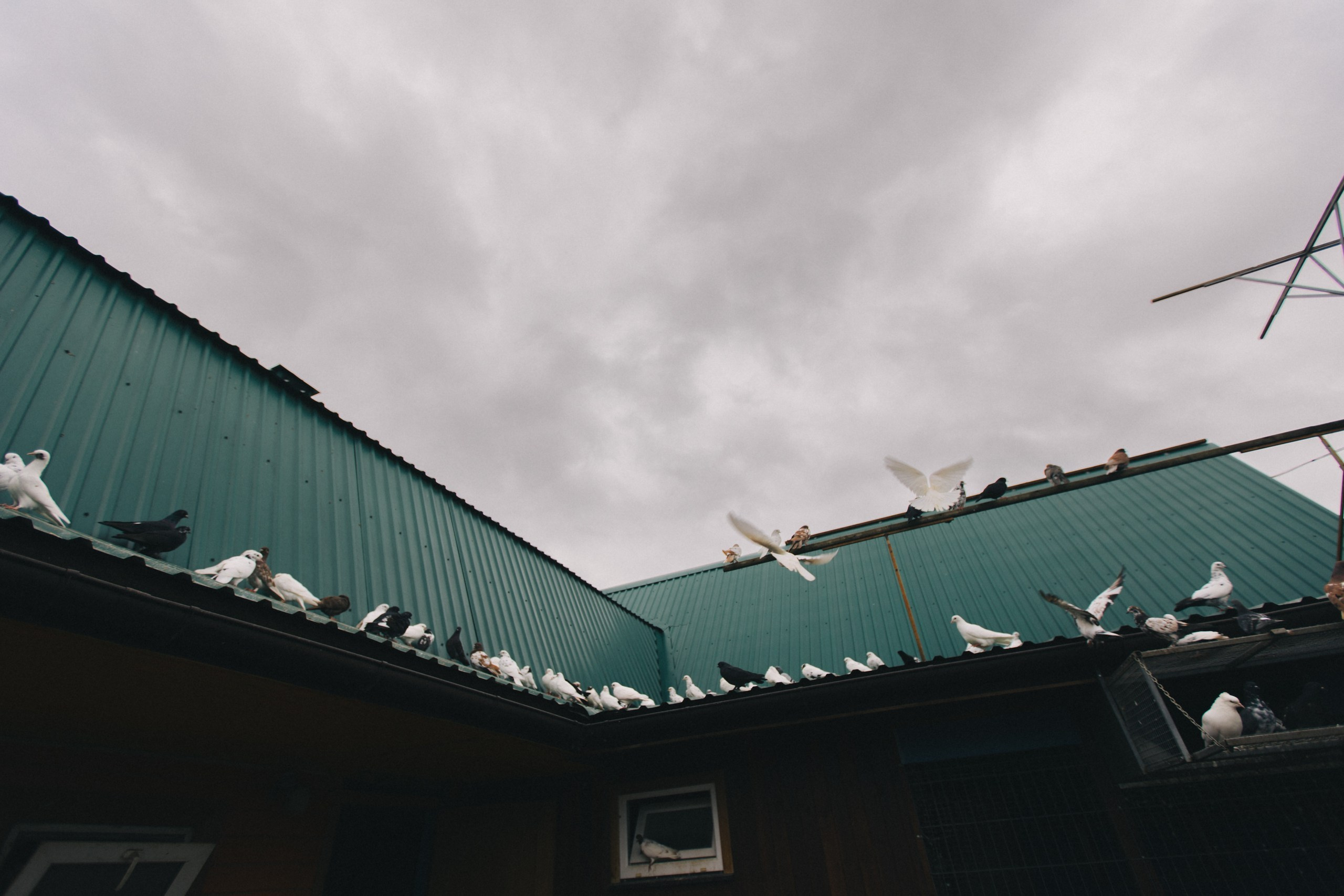 Любовь и Голуби. Обо мне