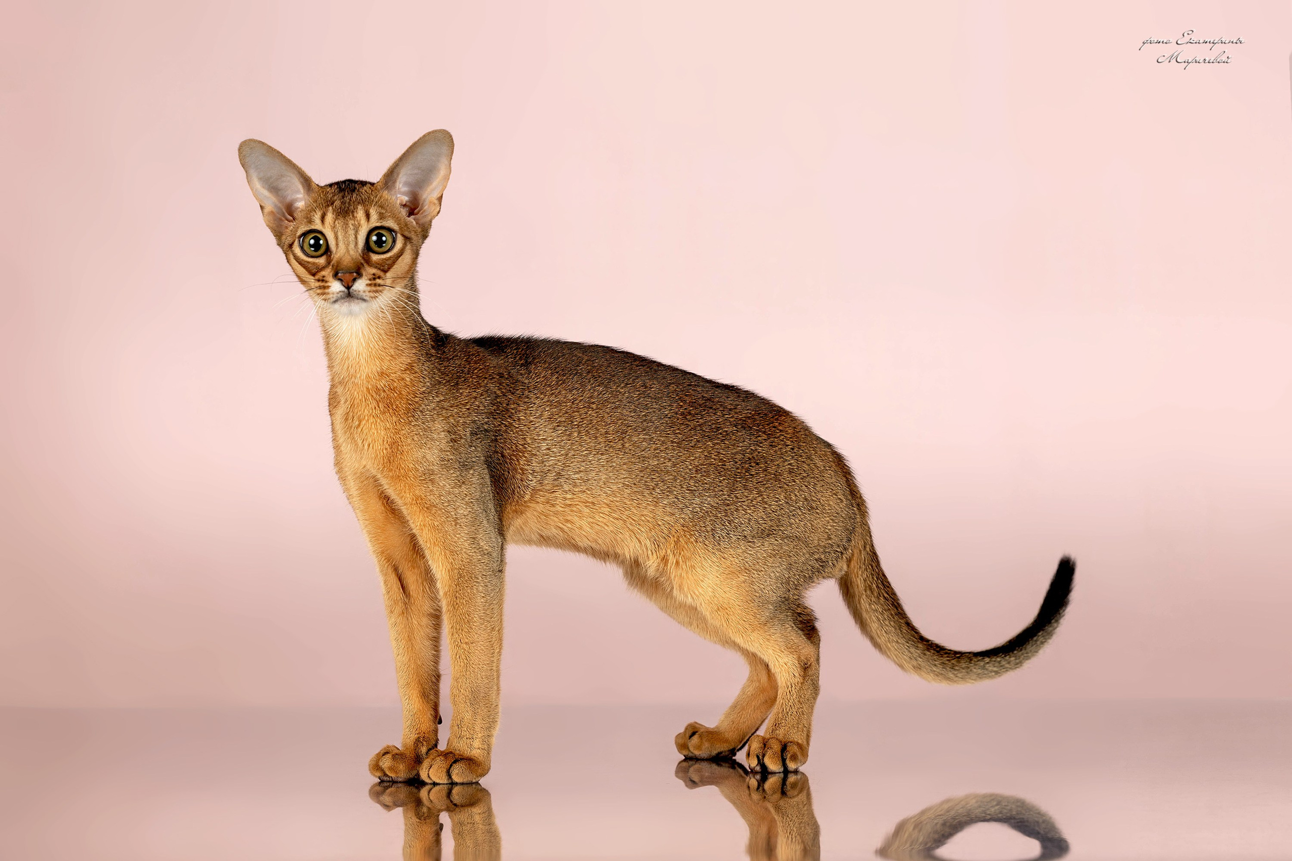 Стендовая съёмка на выставках кошек. Фотограф-анималист в Омске Екатерина Маричева