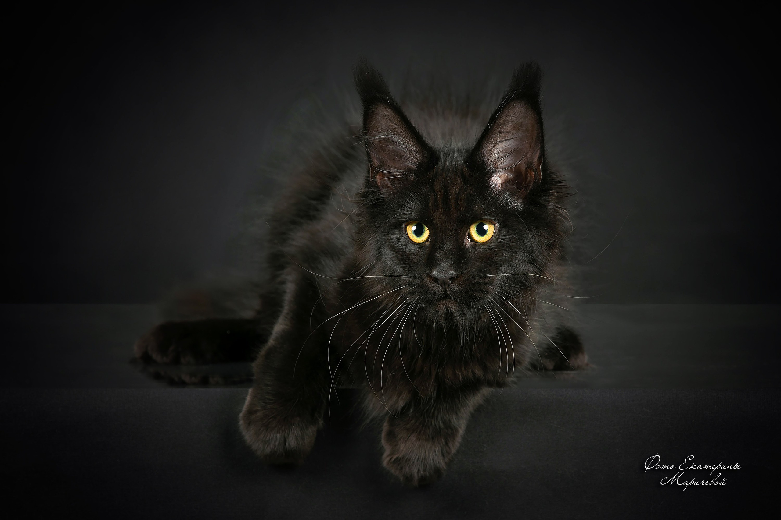 Стендовая съёмка на выставках кошек. Фотограф-анималист в Омске Екатерина Маричева