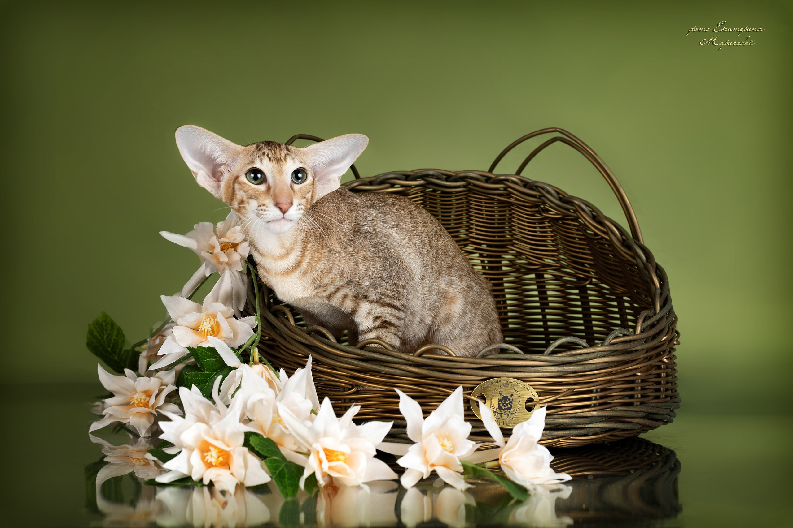 Стендовая съёмка на выставках кошек. Фотограф-анималист в Омске Екатерина Маричева
