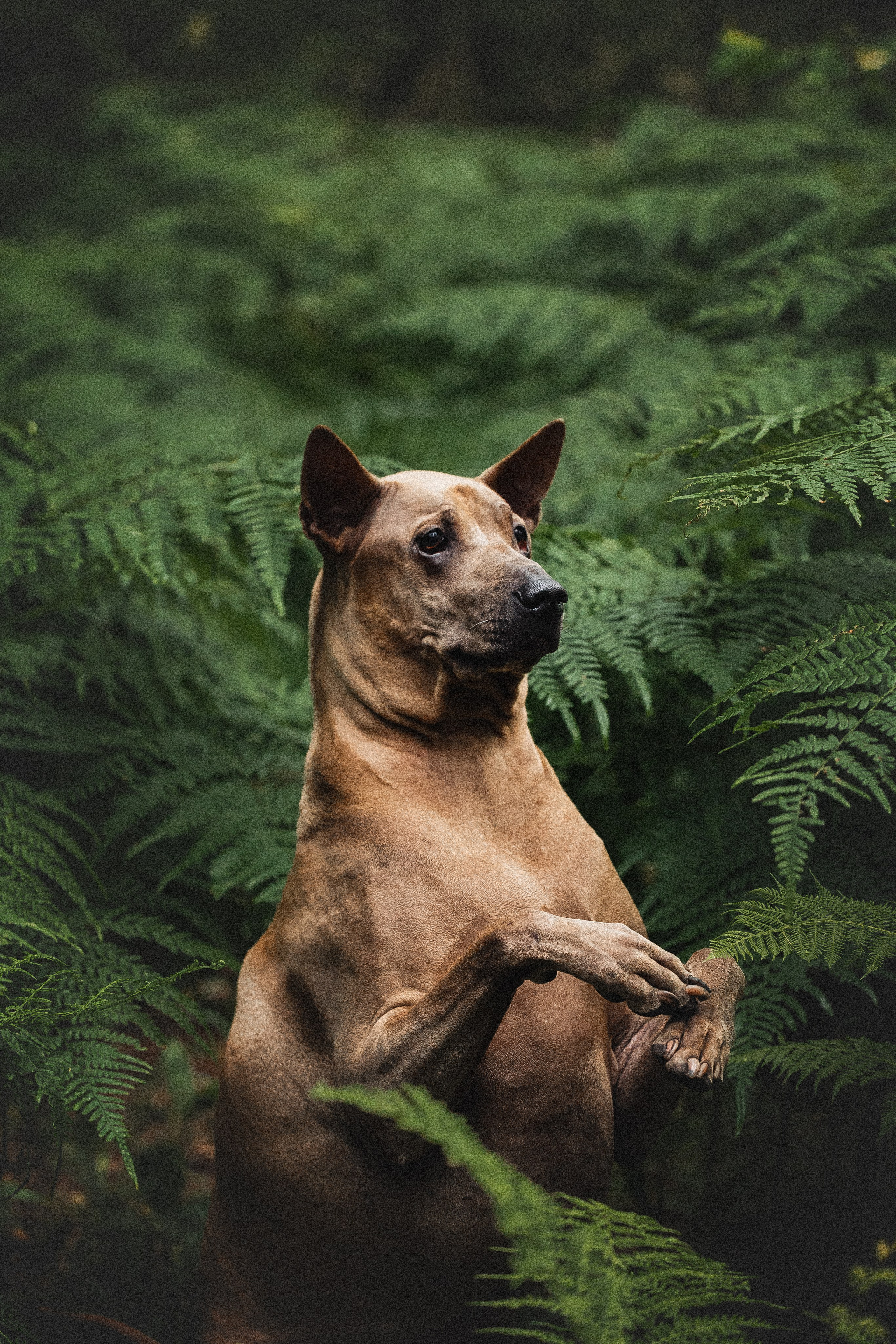 Фотопрогулки. Фотограф для людей и их питомцев Вика Шальнева