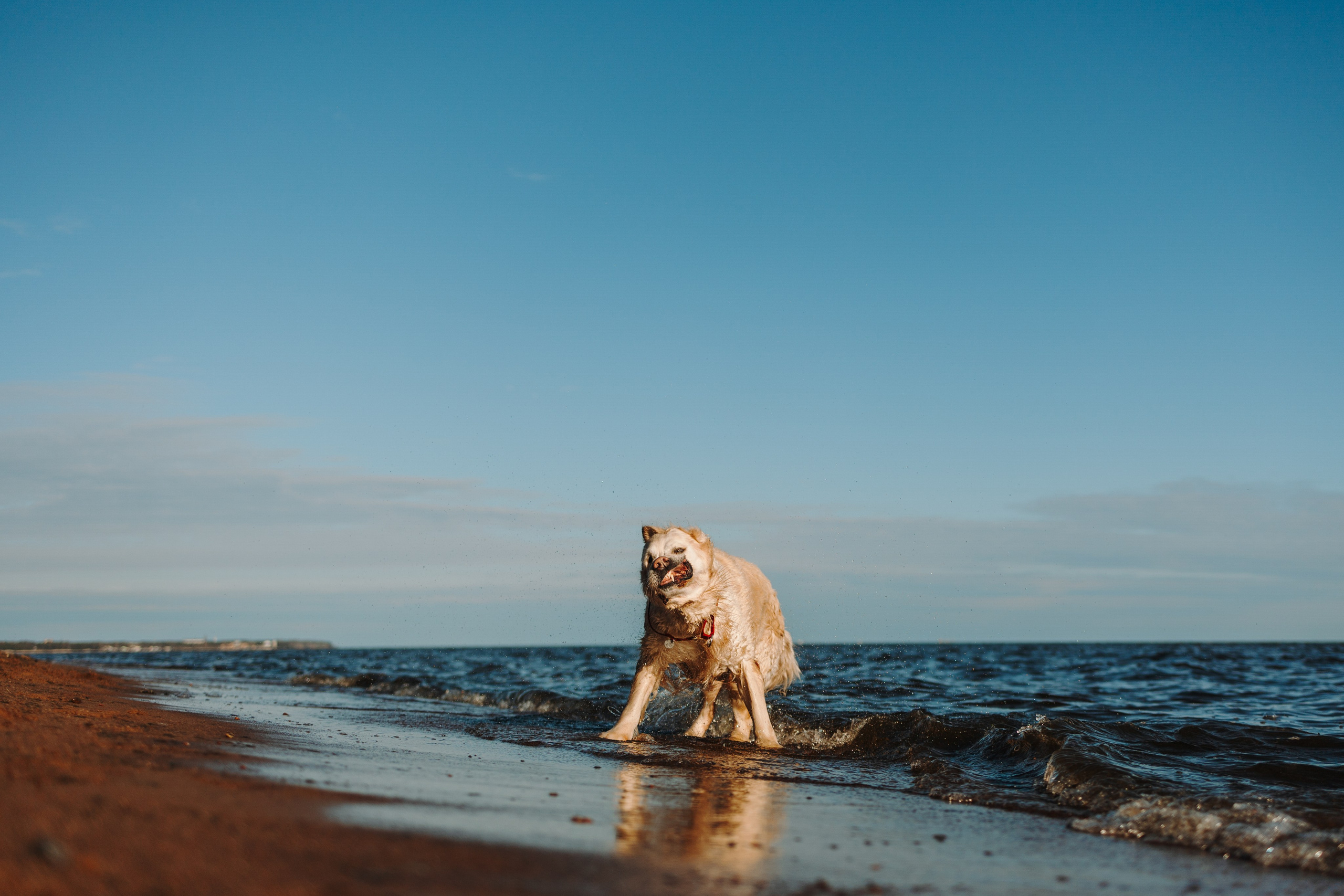 Катя и ее девочки. Фотограф — Анималист | Санкт-Петербург