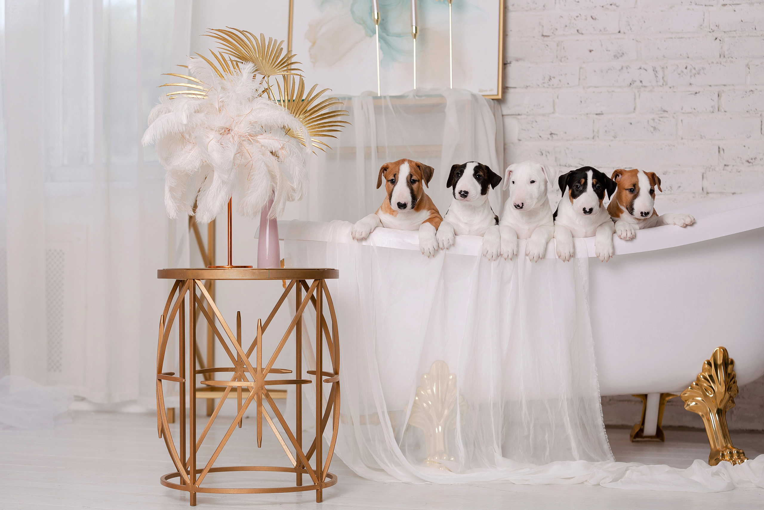 Фотосъёмка щенков. Фотограф-анималист в Краснодаре Маша Мельникова