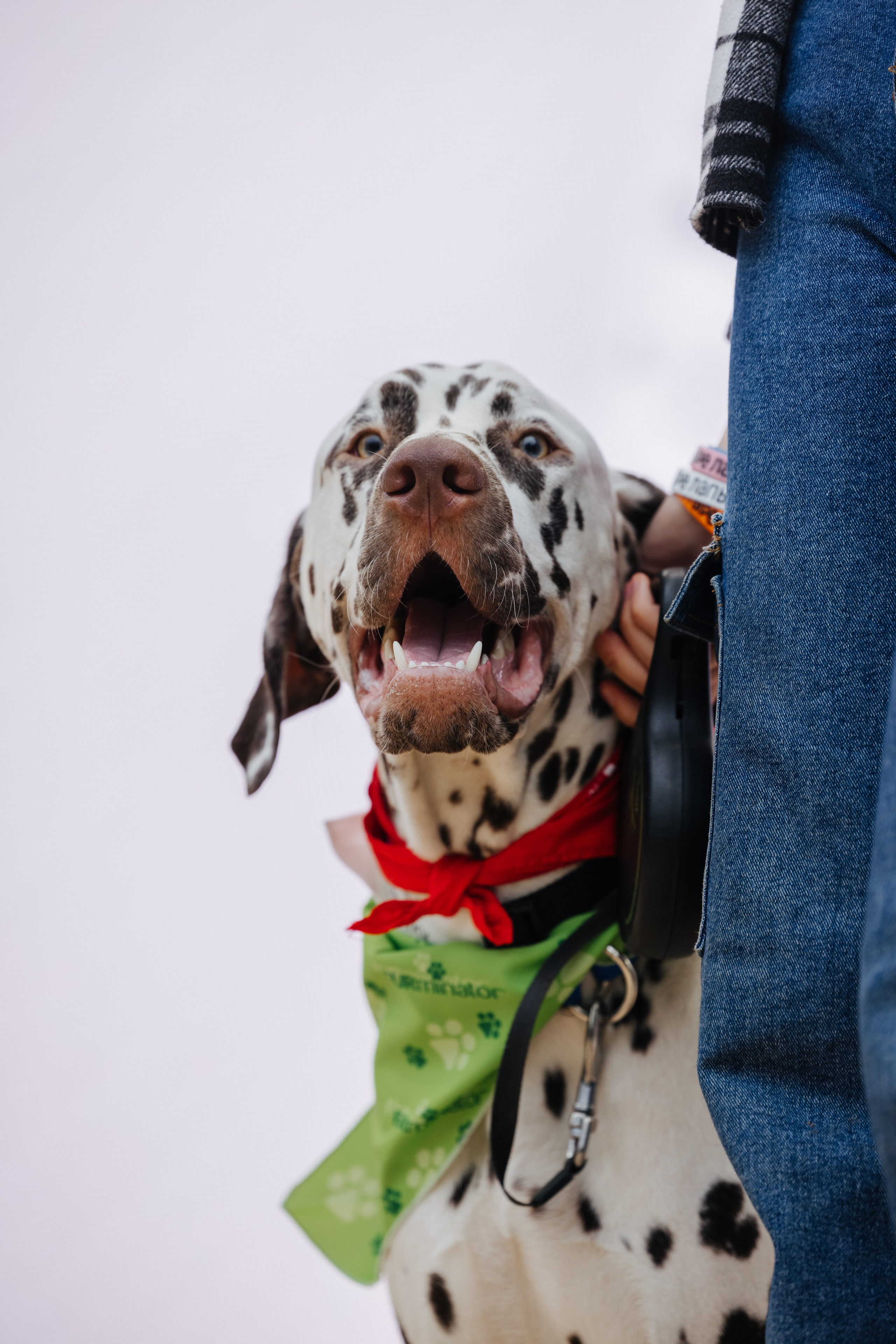 Хвостатый репортаж. Аксана Лисовская фотограф в Москве. Фотографии с характером