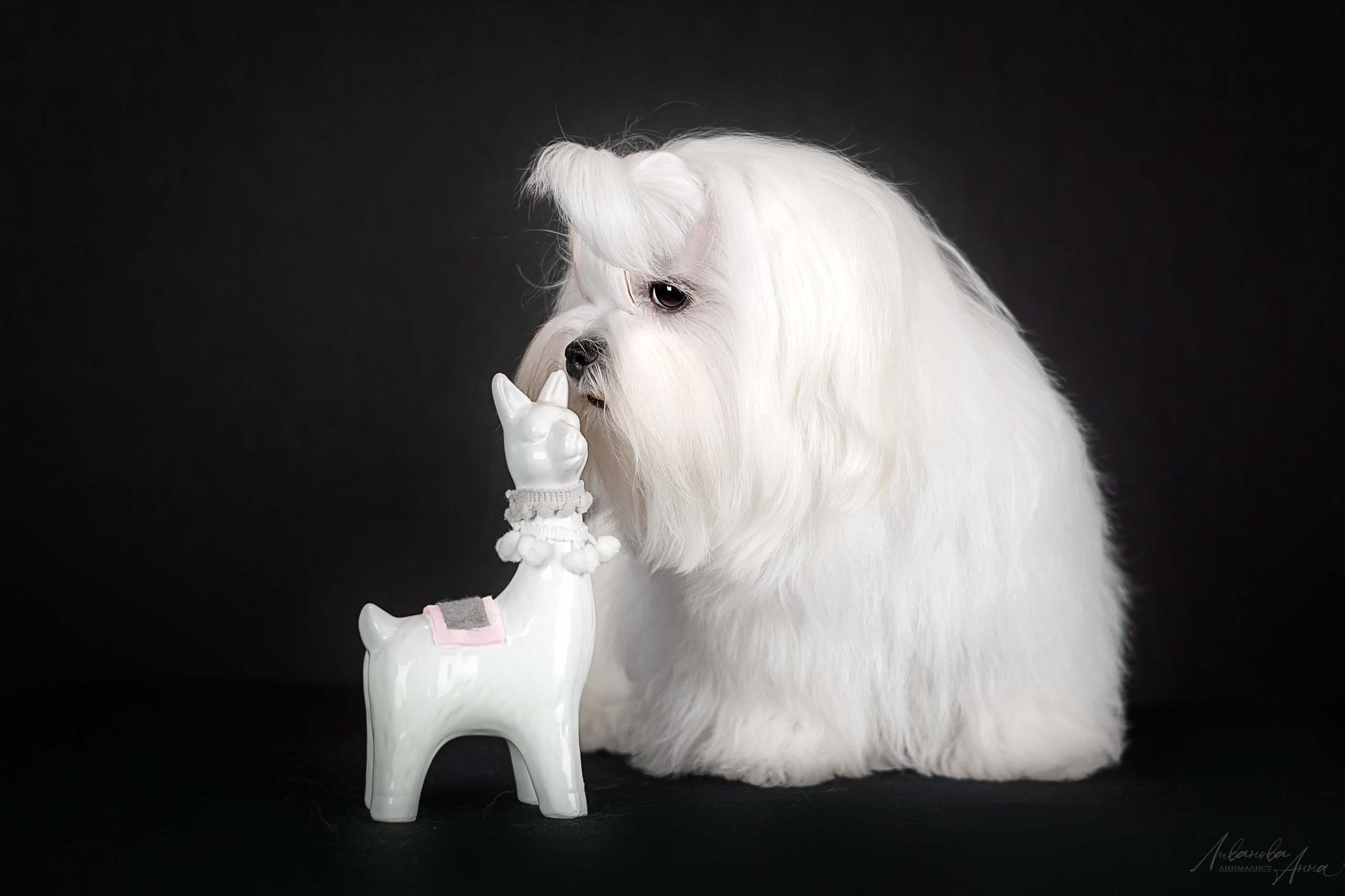 Мальтезе. Фотограф анималист Аня Ливанова | Рыбинск