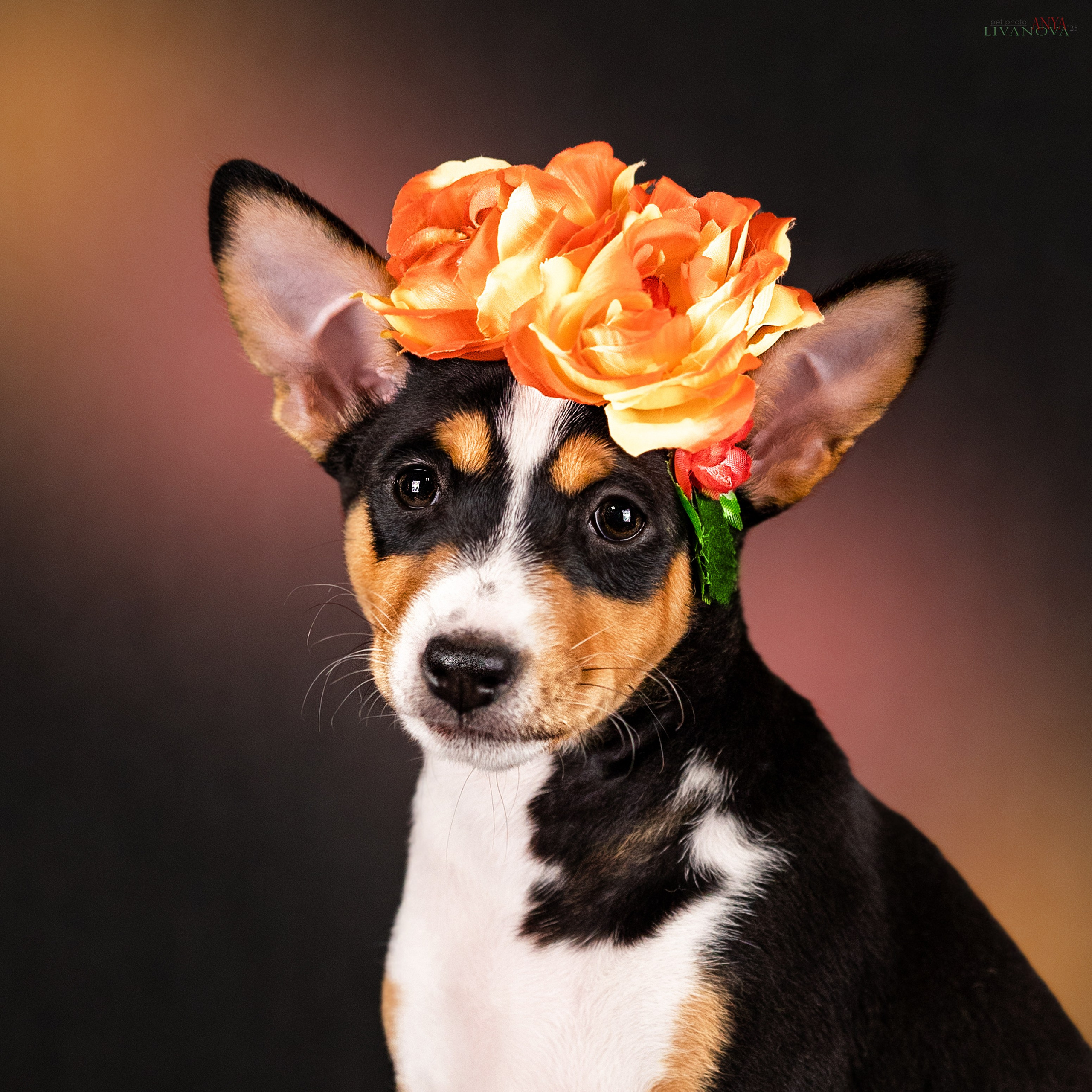 Басенджи. Фотограф анималист Аня Ливанова | Рыбинск