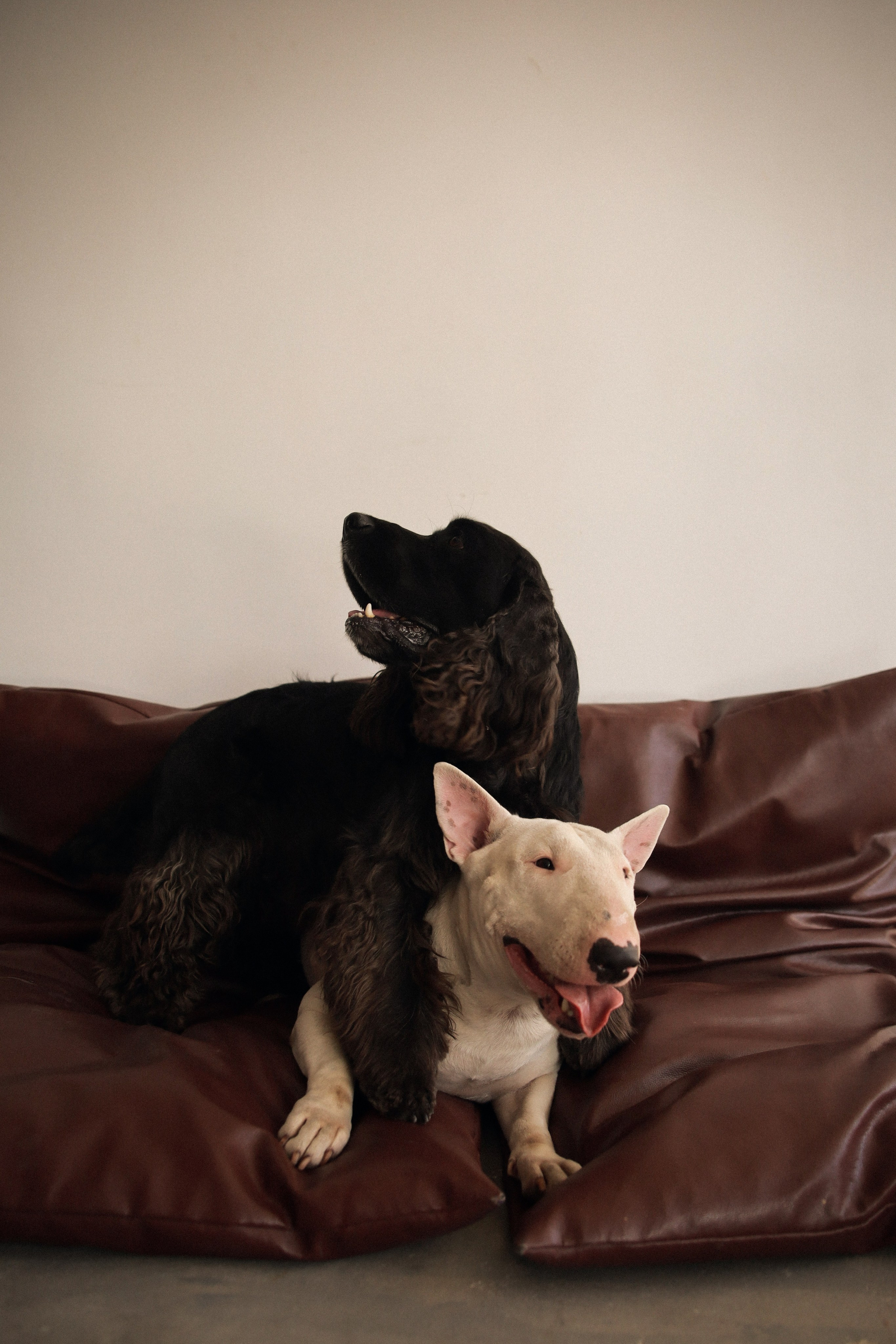 С собаками. Фотограф в Серпухове и Тарусе Ксения Царёва