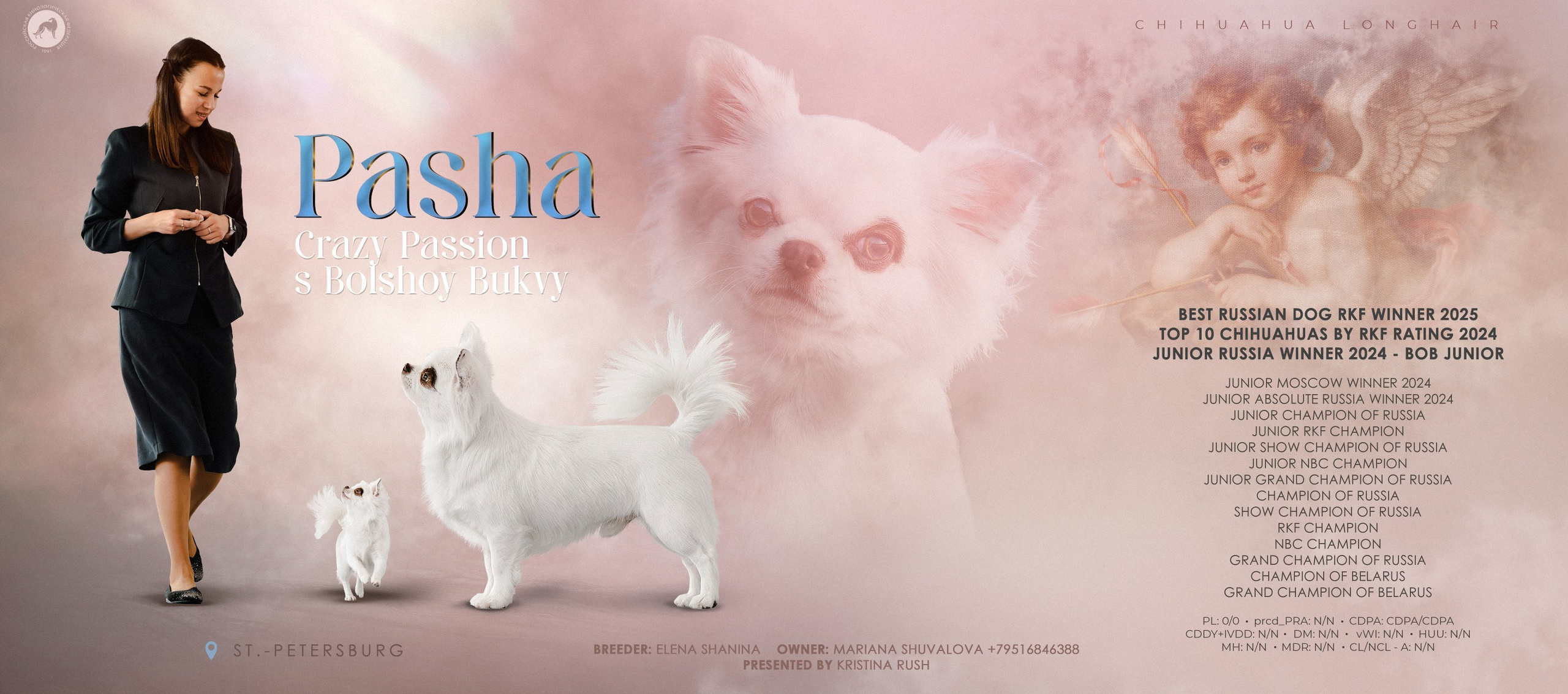 Презентация кобеля чихуахуа длинношерстного