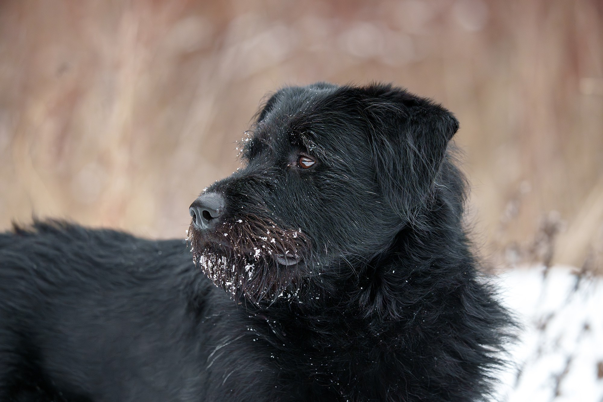 Животные. Ваш личный фотограф Марина Волкова