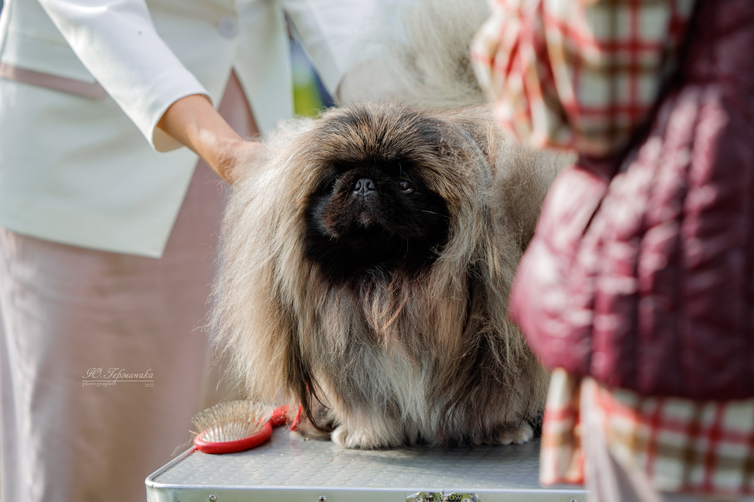 Переславль 5-7.08.2025. Фотограф-анималист Юлия Германика
