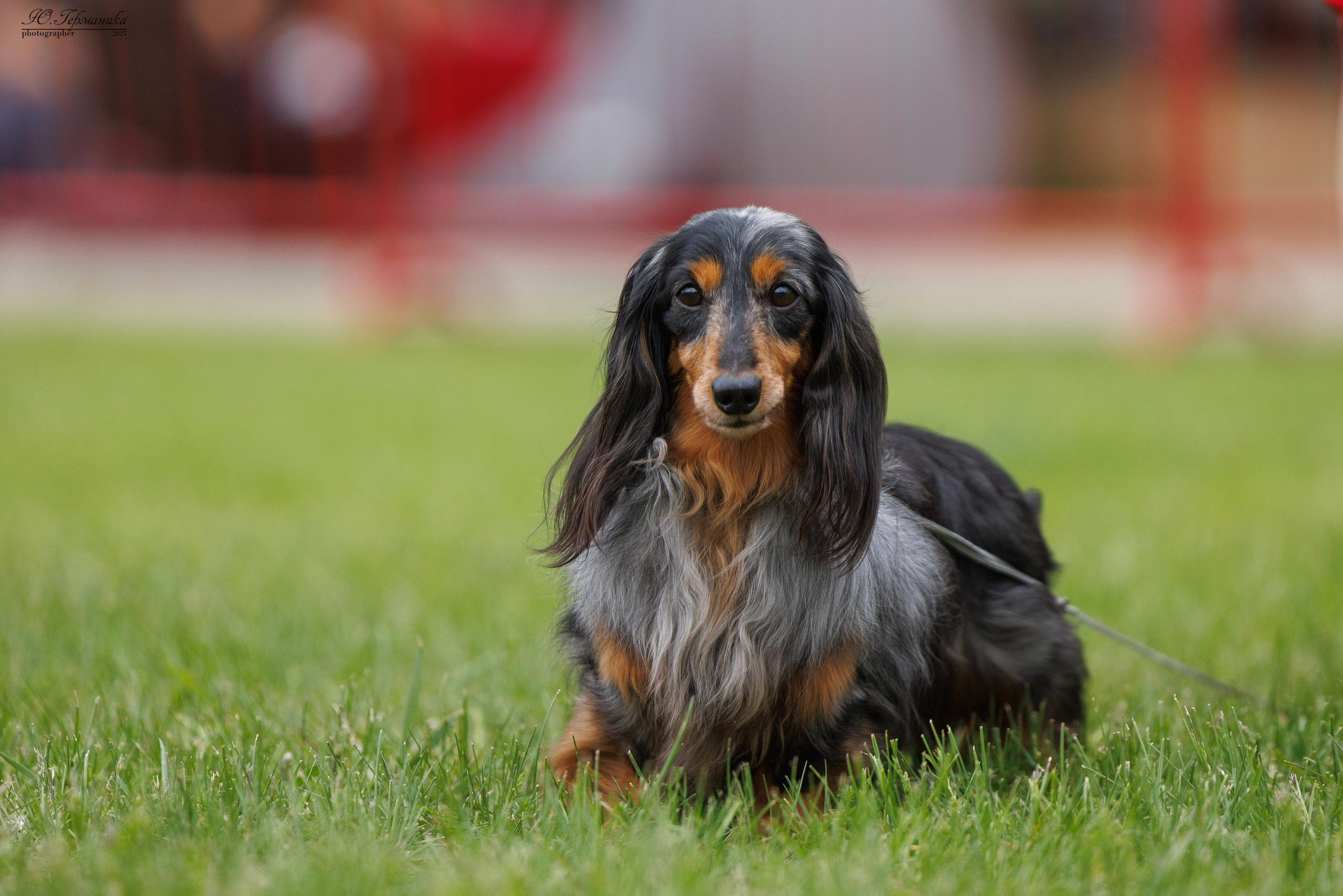 Суздаль(Владимир)17-18.05.2025. Фотограф-анималист Юлия Германика