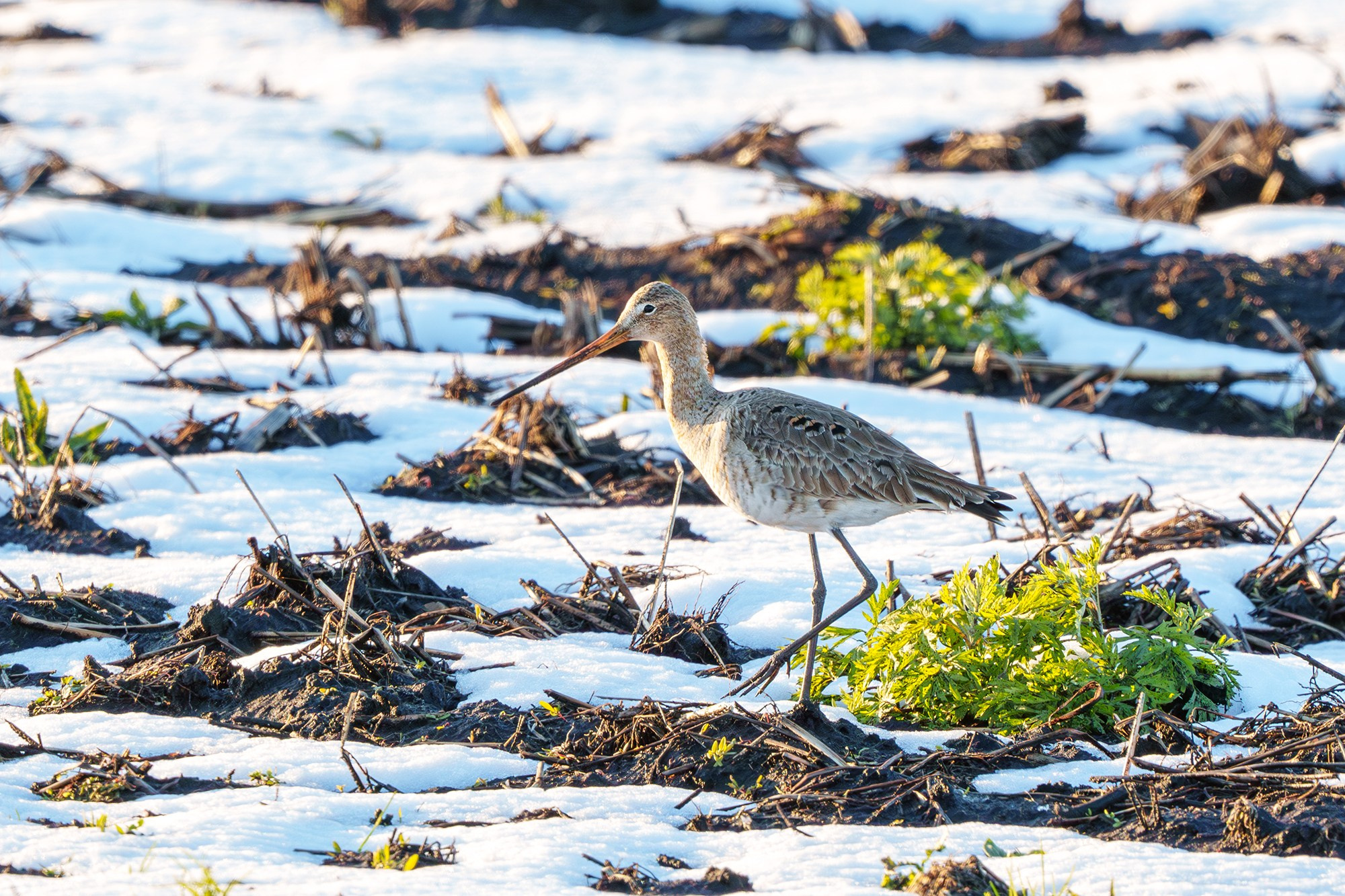 Удивительные мир птиц. Вокруг нас столько прекрасного — присмотритесь!. Ваш личный фотограф Марина Волкова