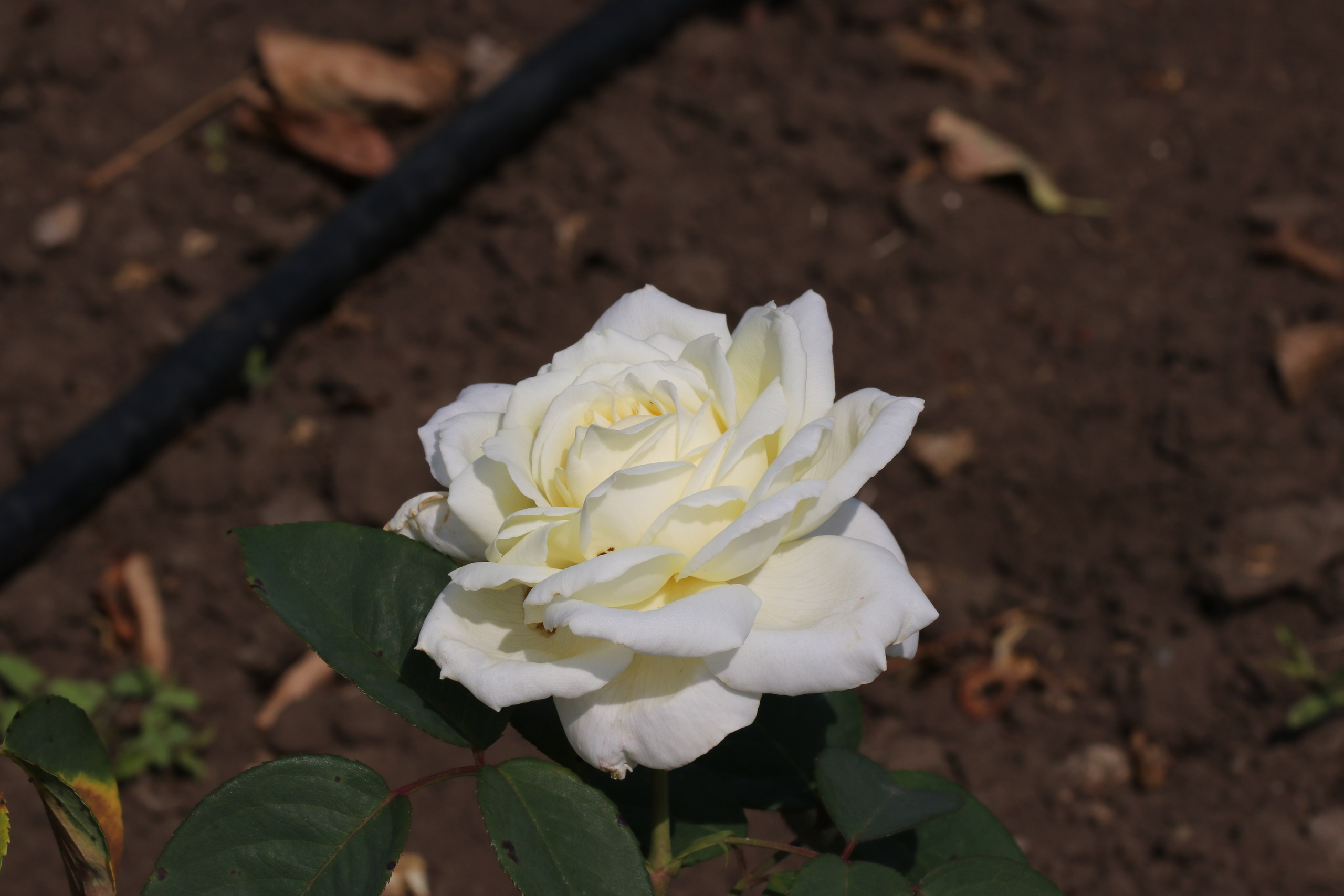 Долина роз в Кисловодске. Фото-художник и Репортажный фотограф Николаев Александр Алексеевич