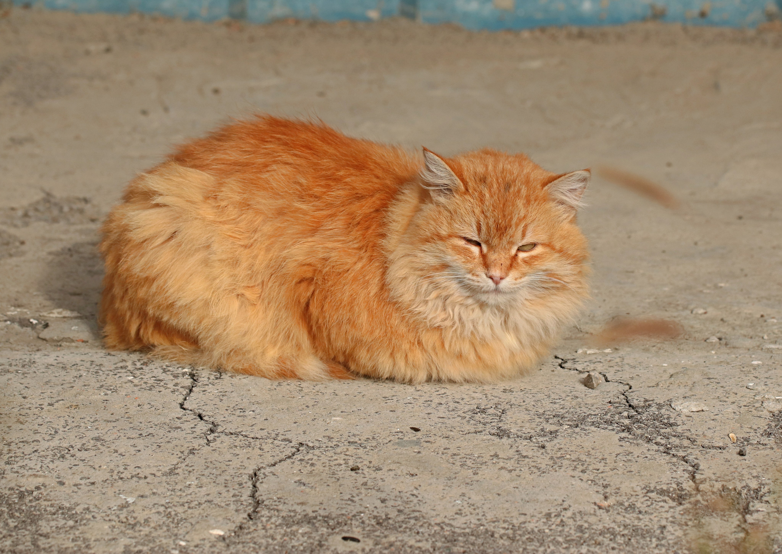 Домашние животные-Кошки. Фото-художник и Репортажный фотограф Николаев Александр Алексеевич