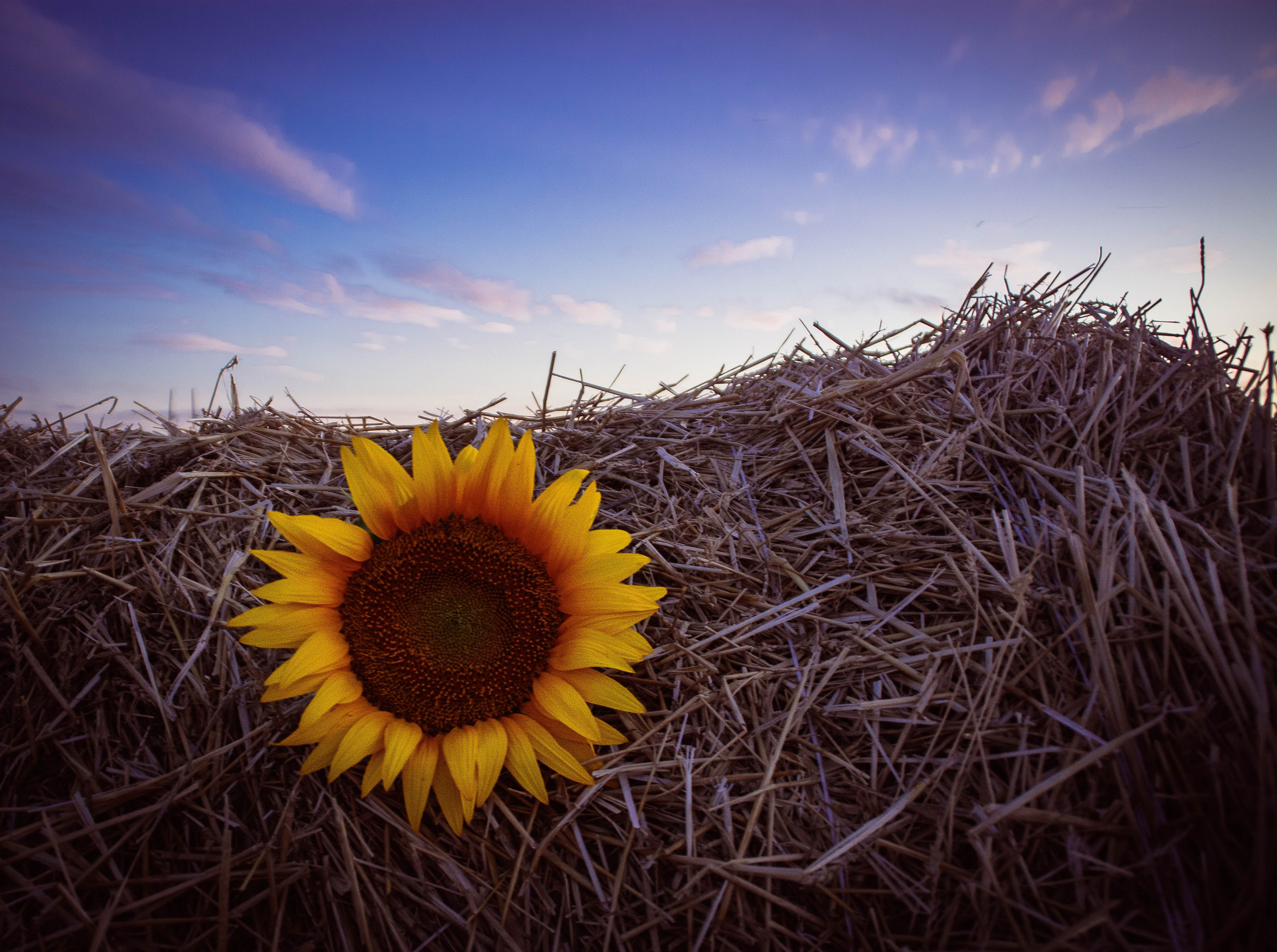 Фотосессия в тюках сена, в соломе. Елена Волкова семейный фотограф в станице Гостагаевской города-курорта Анапа