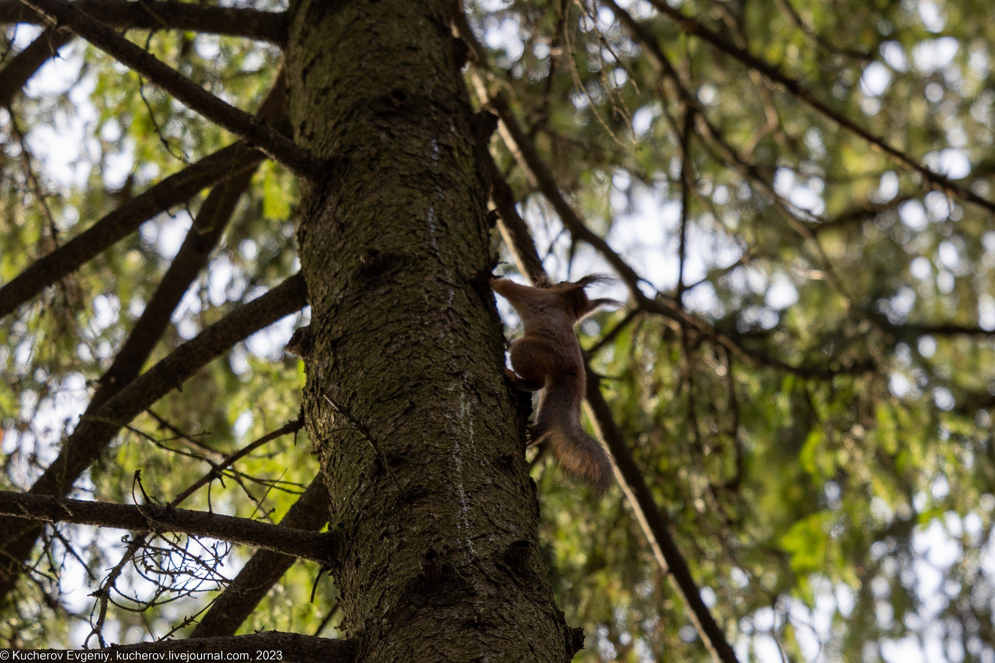 Белки. Кучеров Евгений. Фотограф