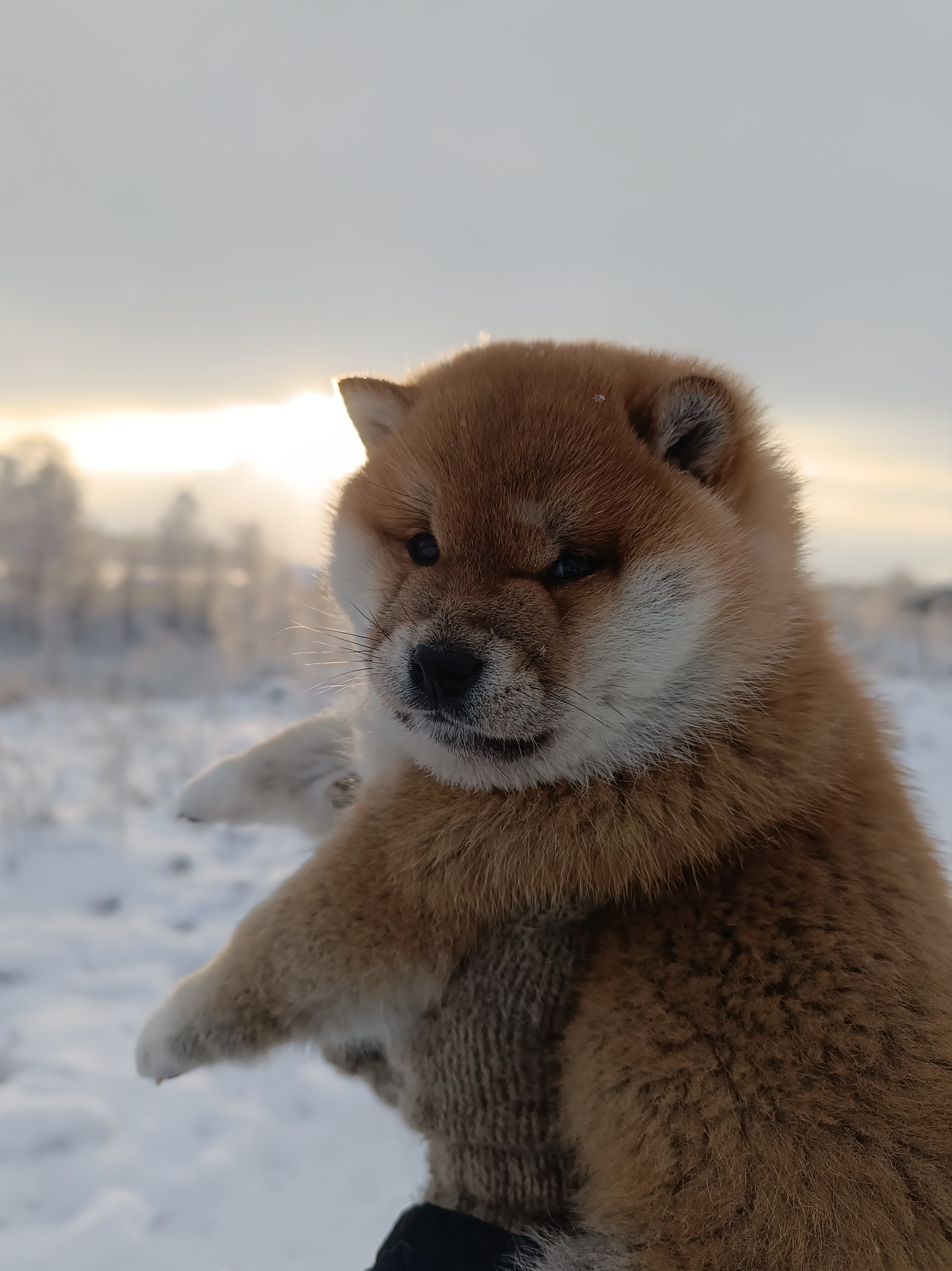 сиба питомник Рубилайт щенки на продажу rubylight  сиба щенки купить СПб Санкт-Петербург 