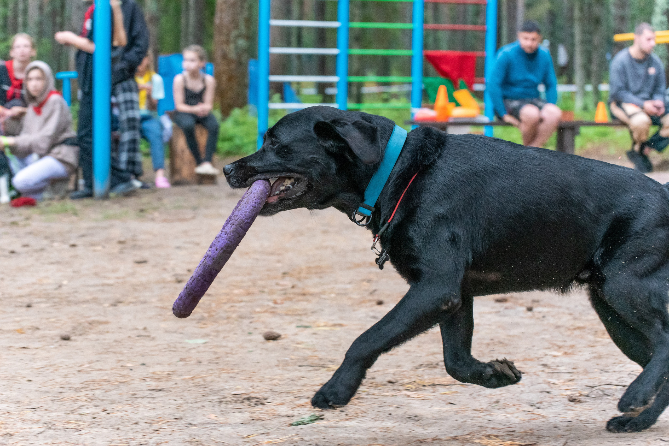 Хвостатые каникулы Детский кинологический лагерь. Фотограф Макс Огурцов в Нижнем Новгороде