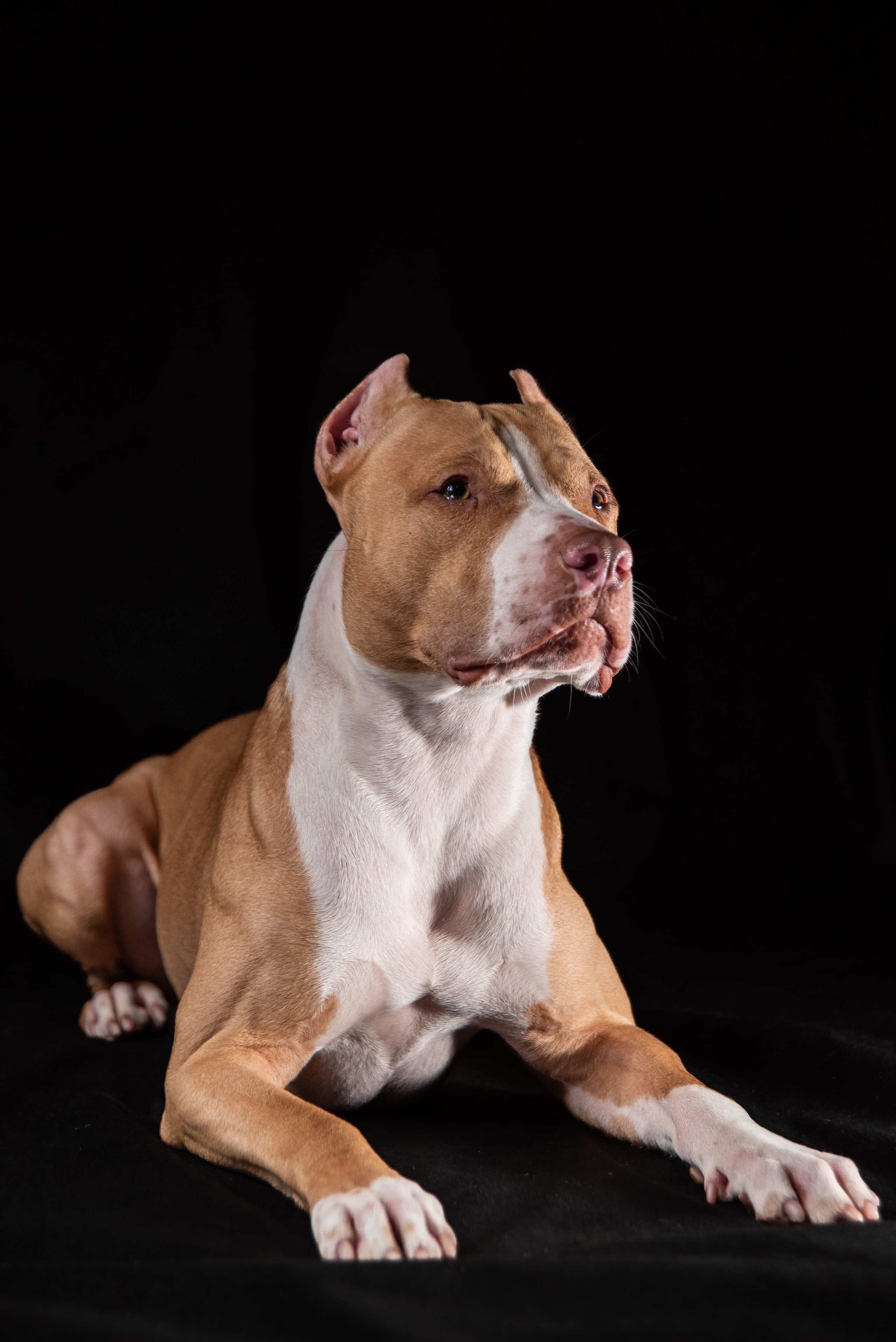 Фотосессия собак на чёрном фоне. Фотограф Макс Огурцов в Нижнем Новгороде