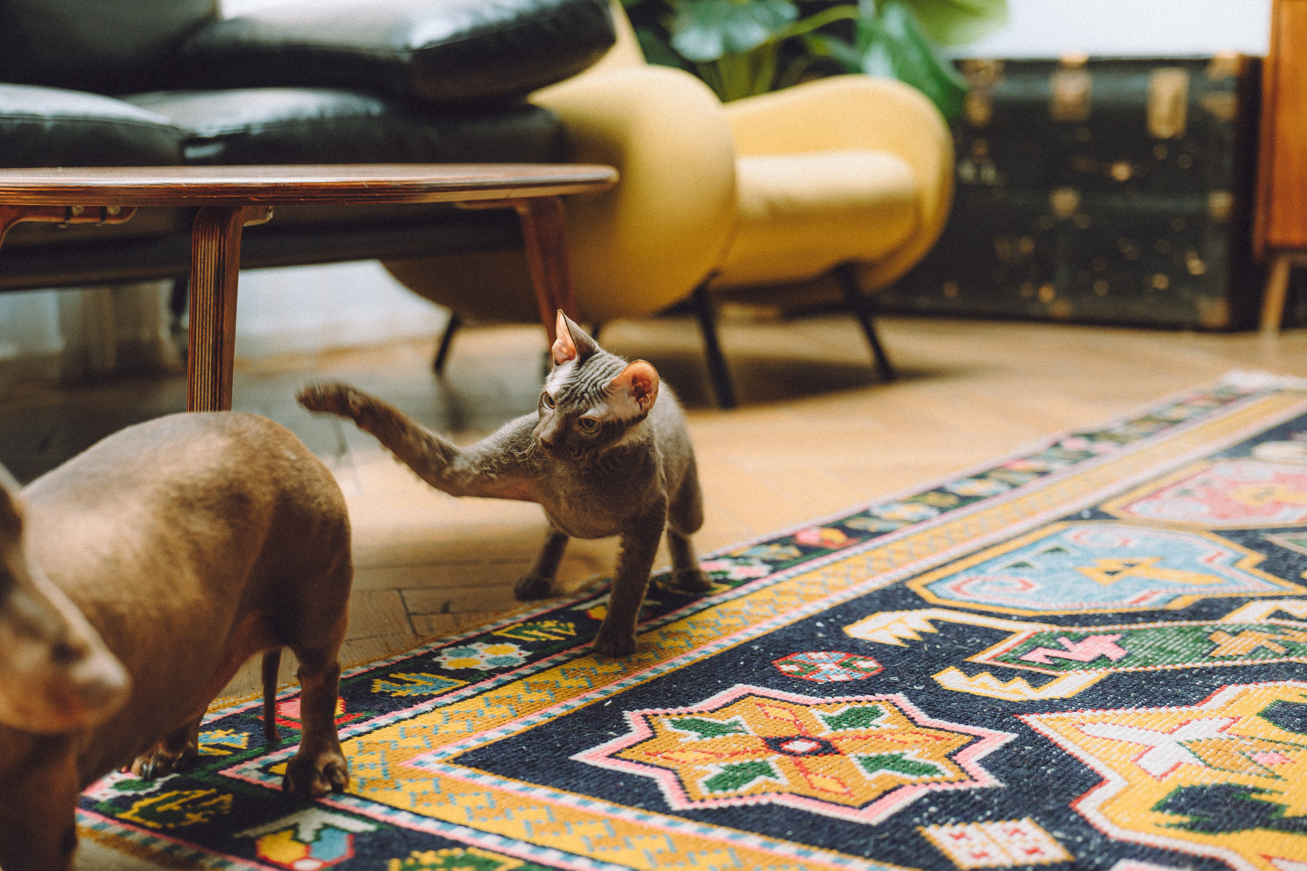 Кокос, Света, Динара и Вилли