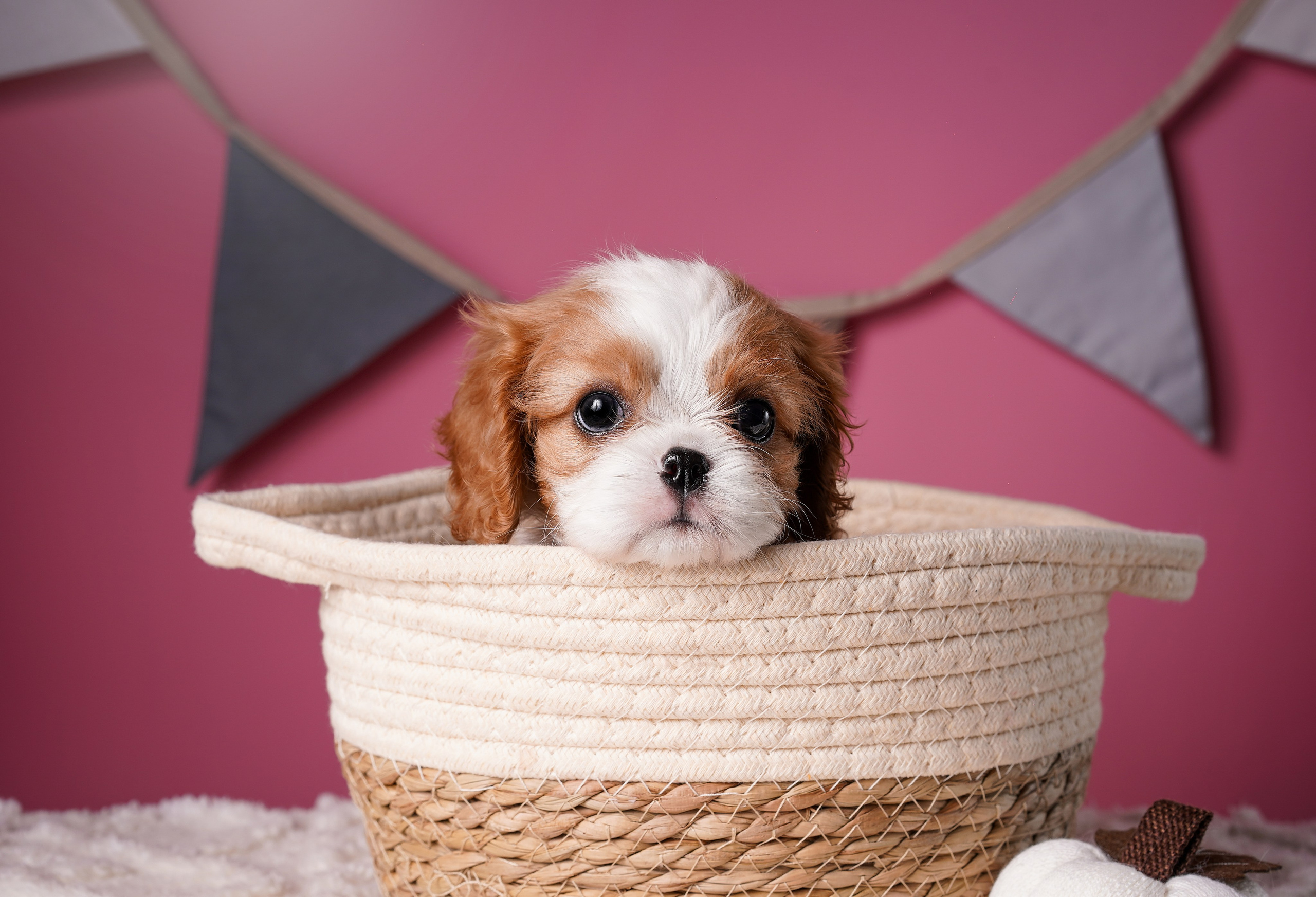 Щенки кавалера. Фотограф-анималист в Санкт-Петербурге Яна Мартынова