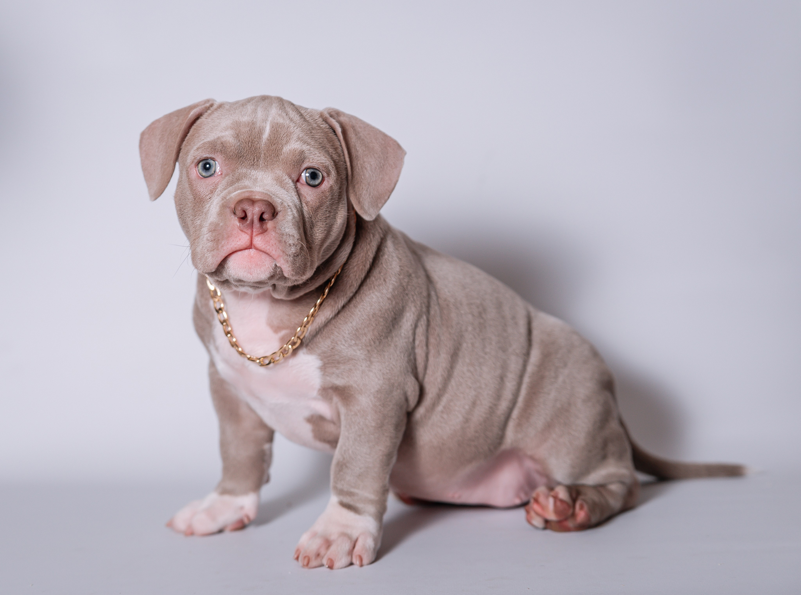 Ам. Булли щенки домашние фотосесии. Главная