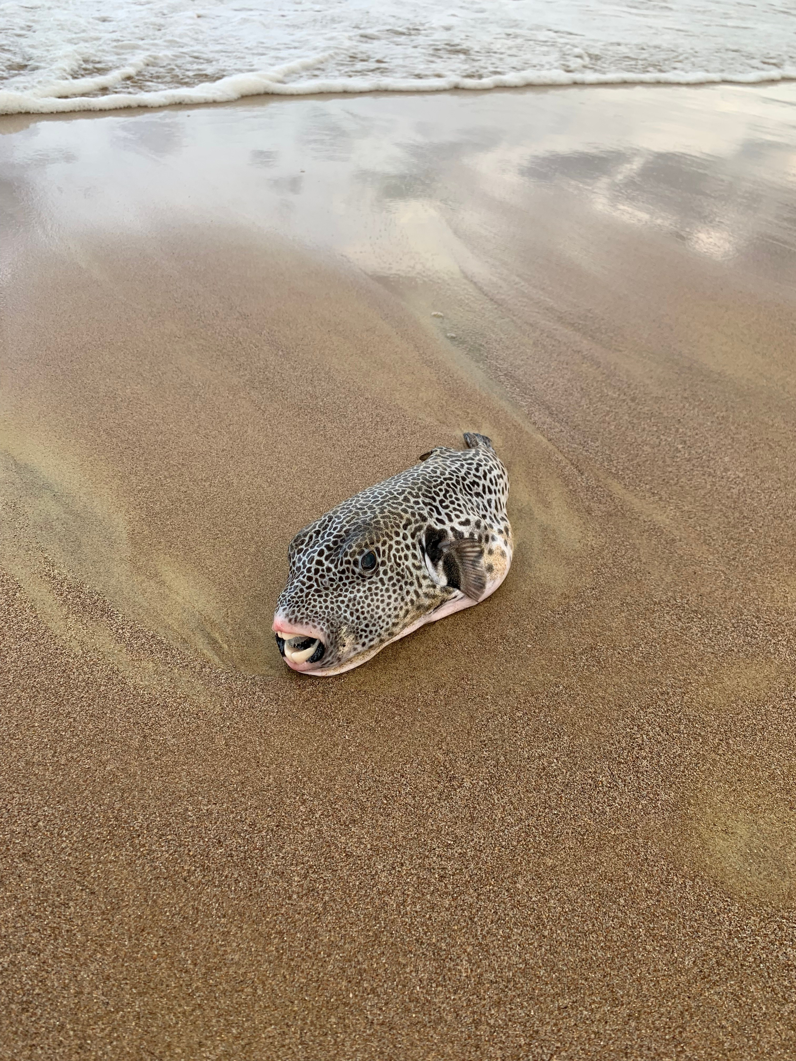 Эмираты — 19. Своя Мастерская