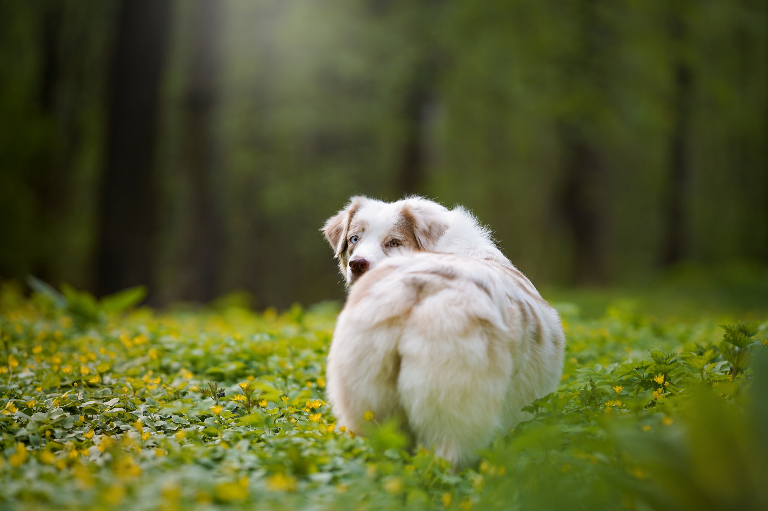 Рокки и Гермиона. Фотограф-анималист в Санкт-Петербурге Яна Мартынова