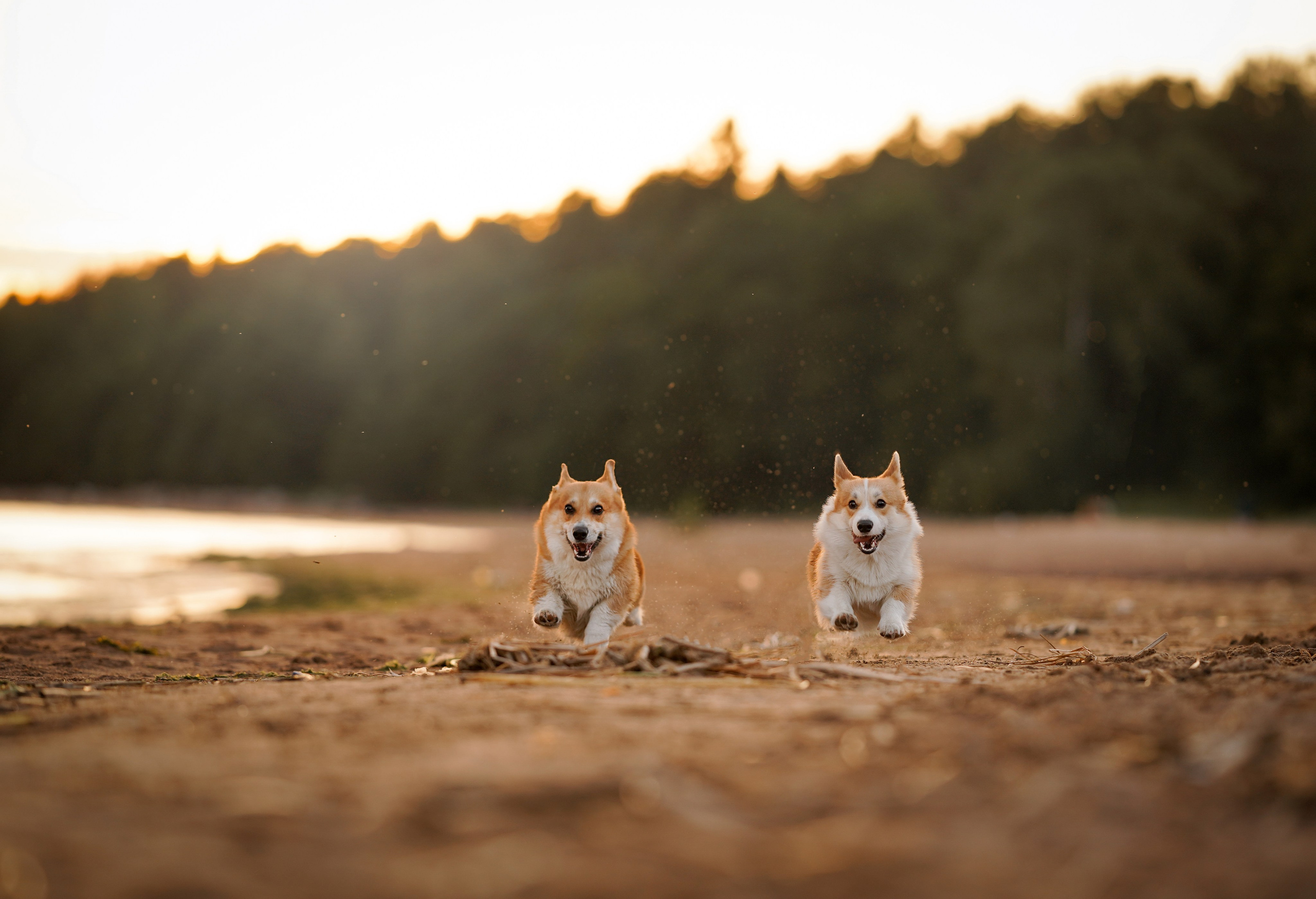 Катя Алиса и коржики. Фотограф-анималист в Санкт-Петербурге Яна Мартынова