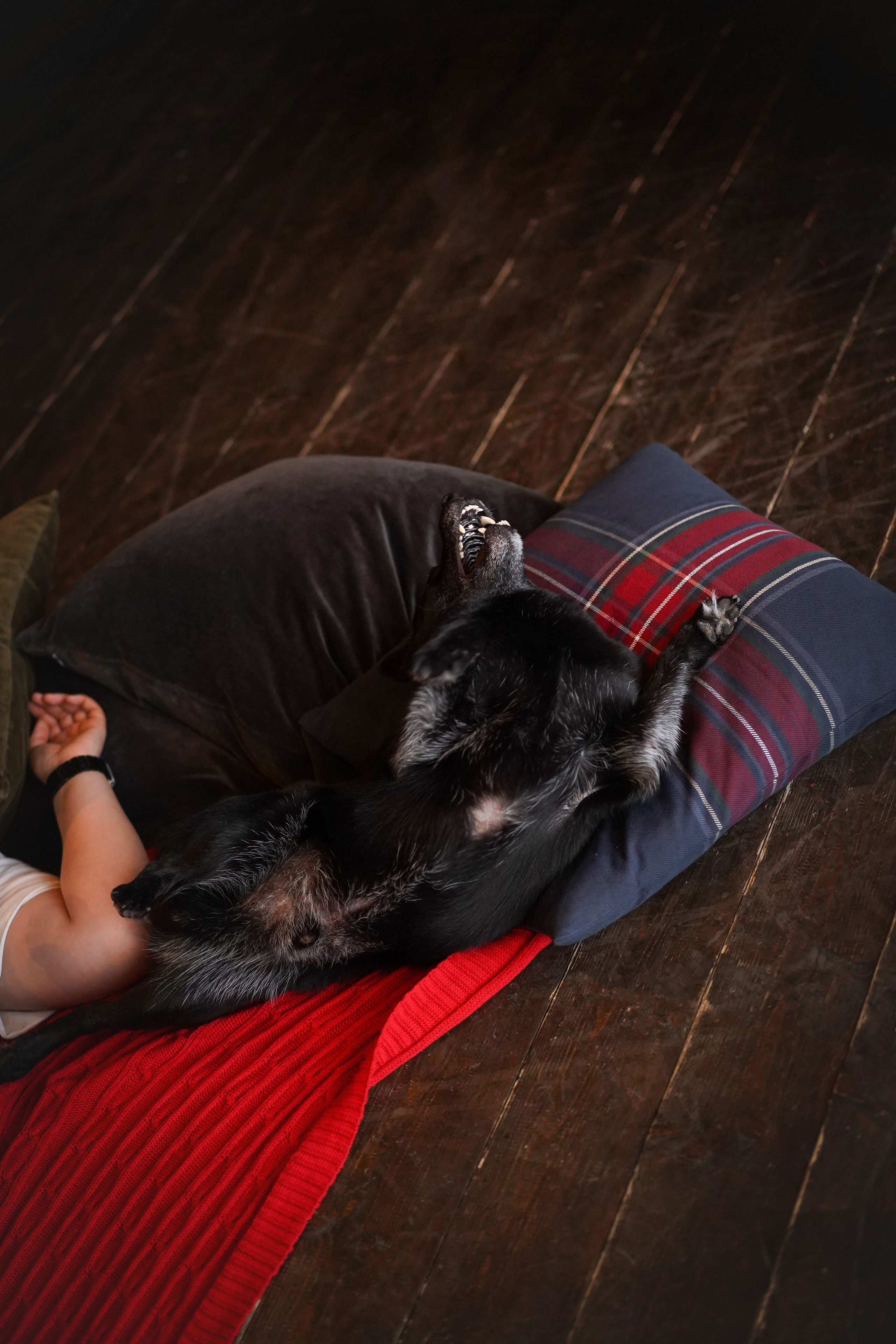 Арчи и Аня. Фотограф-анималист в Санкт-Петербурге Яна Мартынова