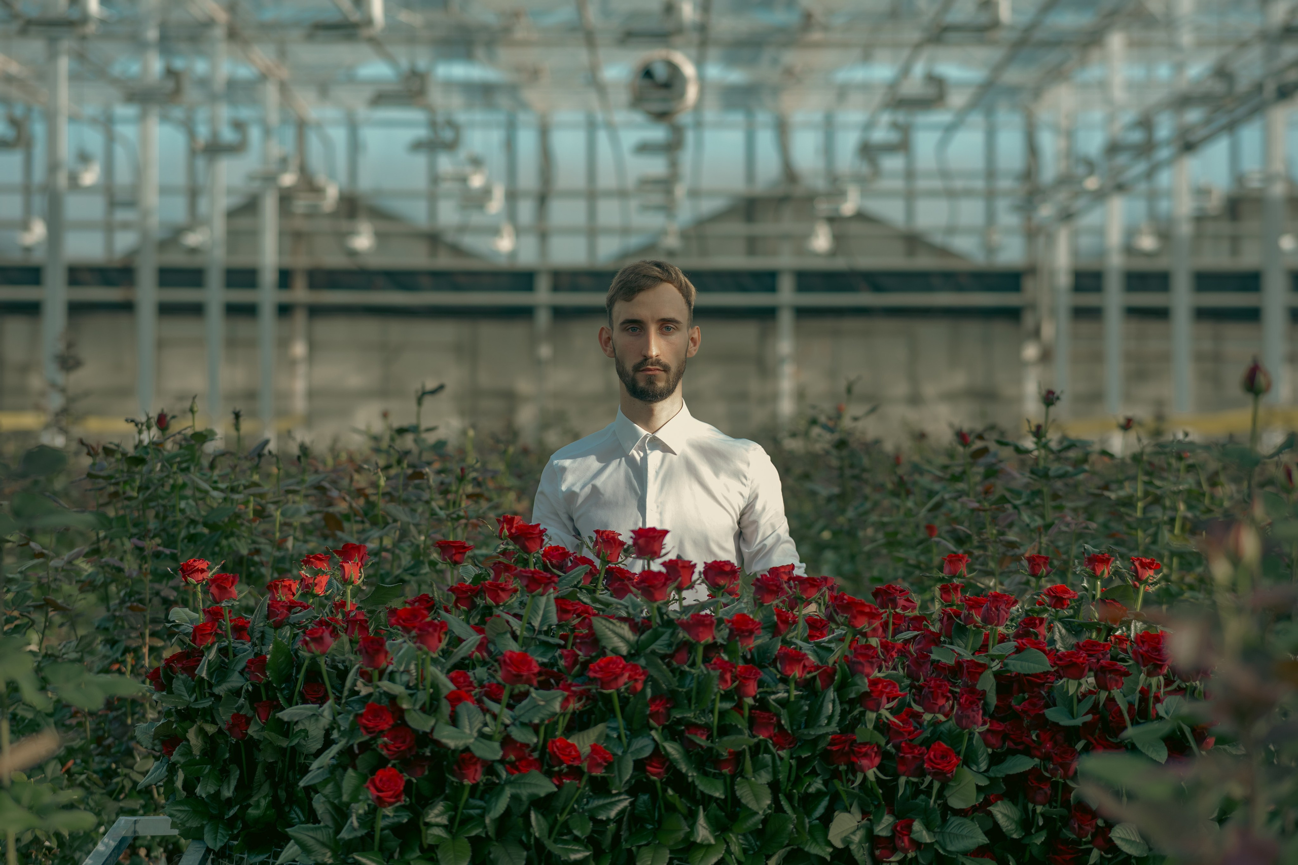 Мужской портрет среди красных роз, прямой взгляд, мягкий рассеянный свет, Свердловская область, Илья Антропов