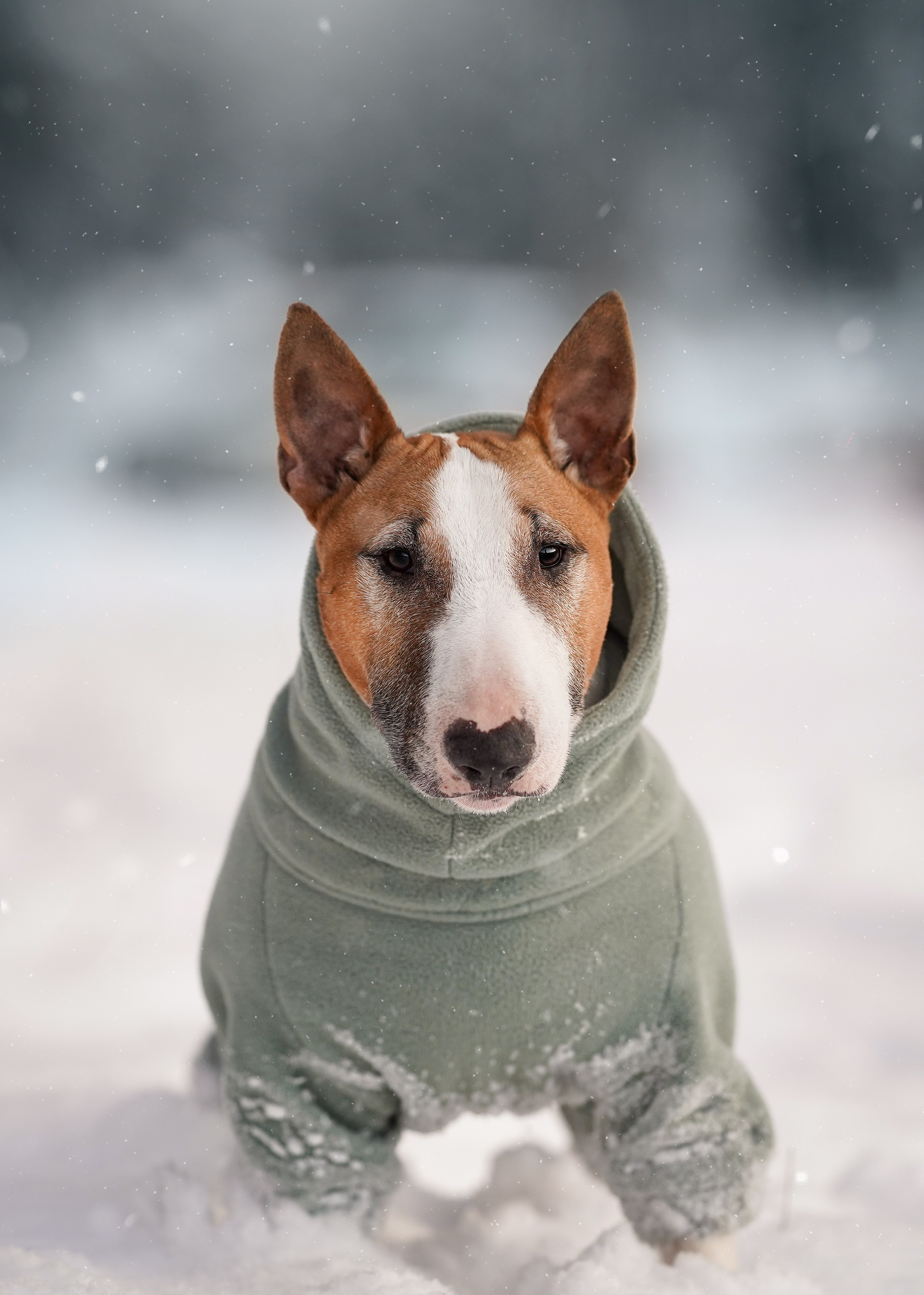 Панда и Юни Карелия. Фотограф-анималист в Санкт-Петербурге Яна Мартынова