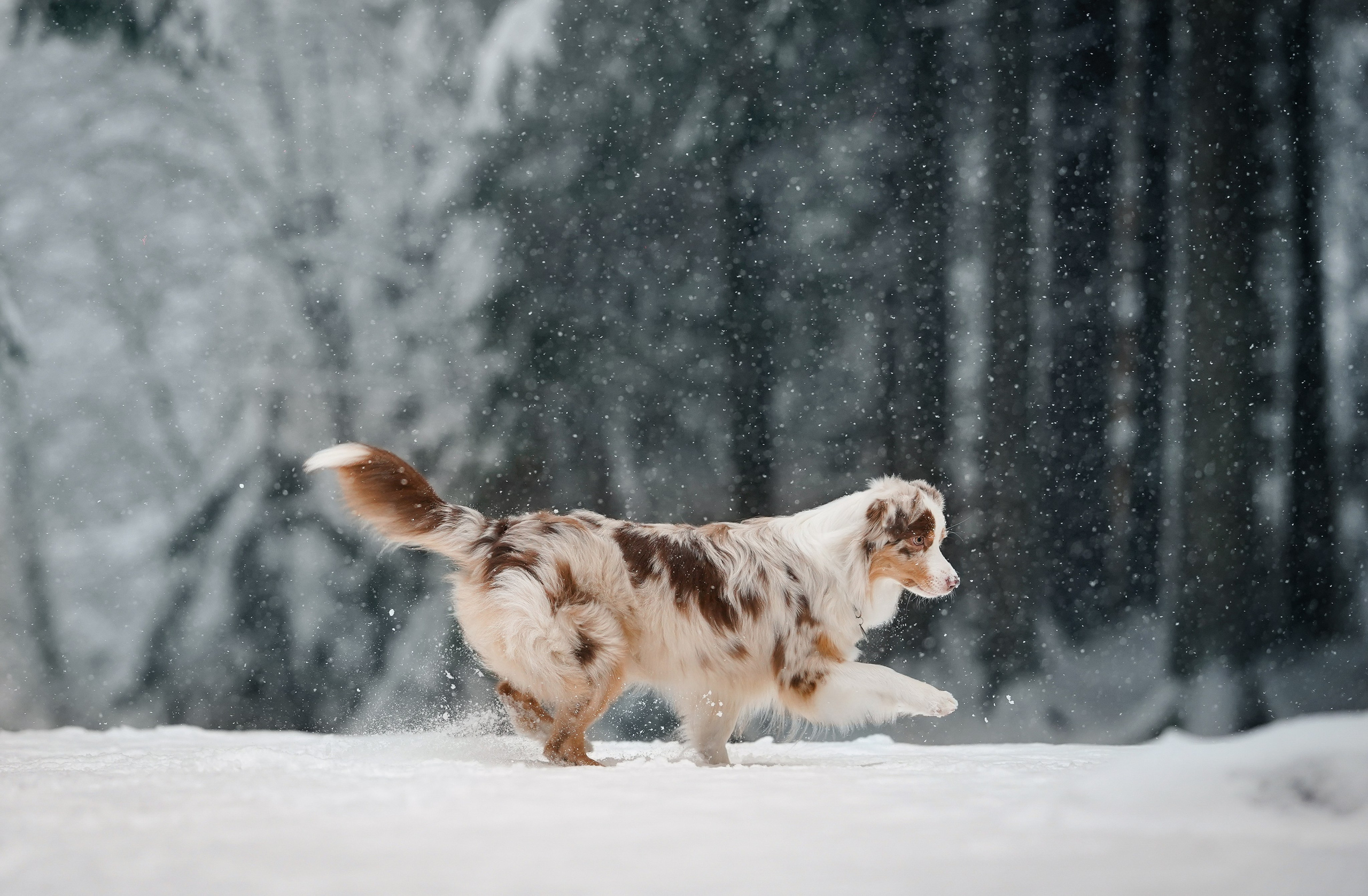 Панда. Фотограф-анималист в Санкт-Петербурге Яна Мартынова