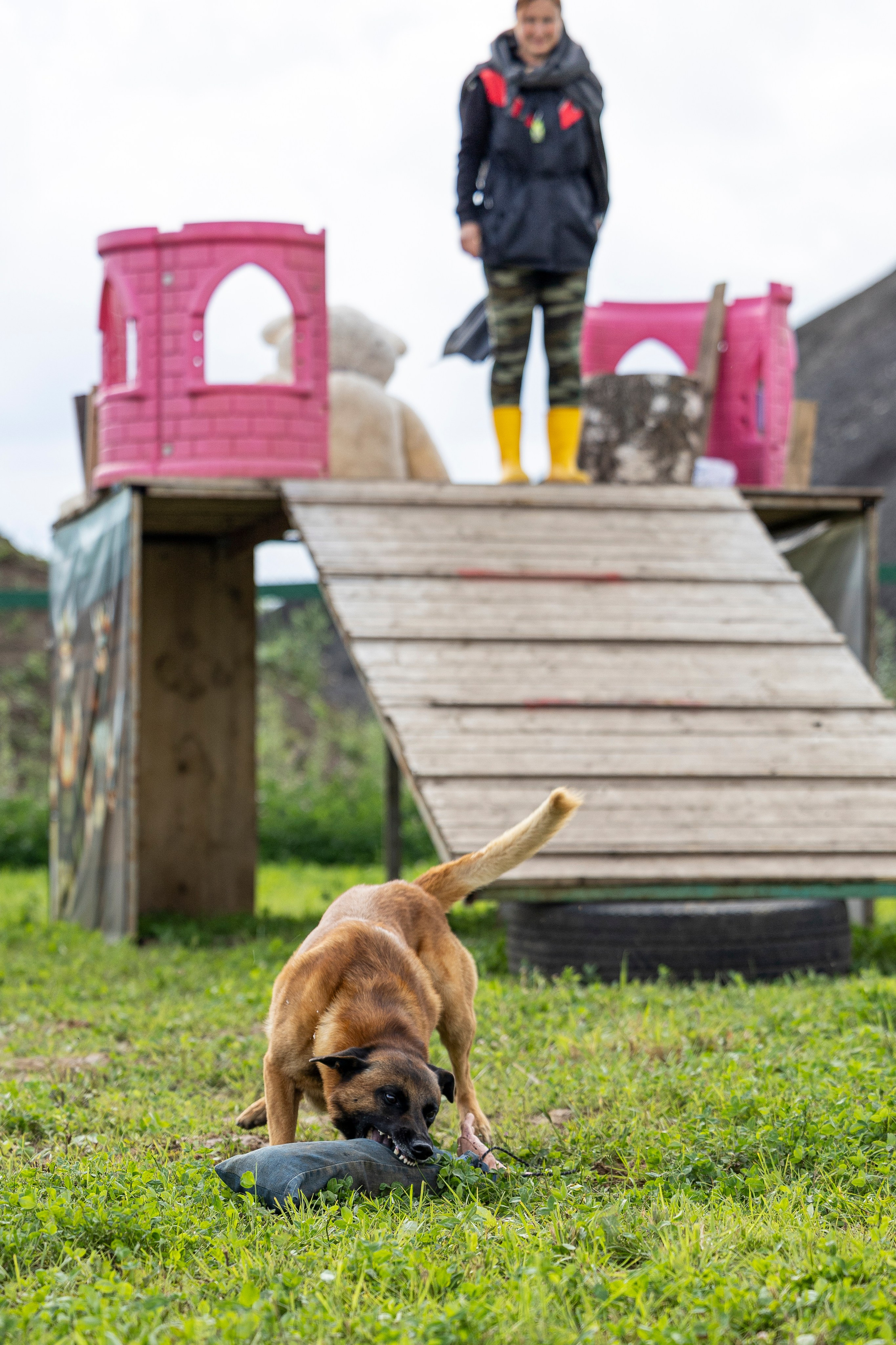 Соревнования по Мондьорингу г. Вологда 10-11.08.2024. Фотограф-анималист Анна Маринич