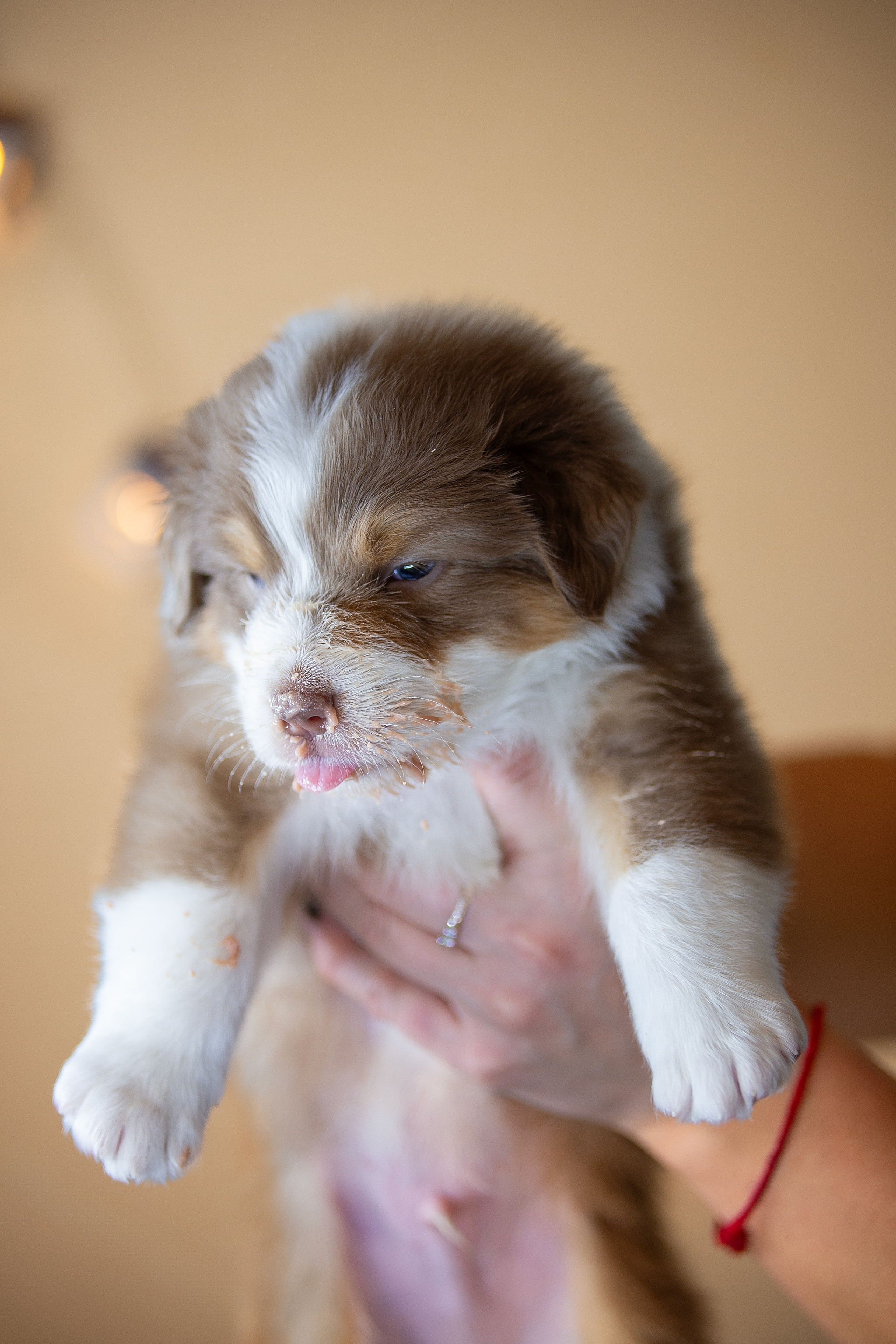 Заводчик Ольга Тутлова. Творческий фотограф Вологда