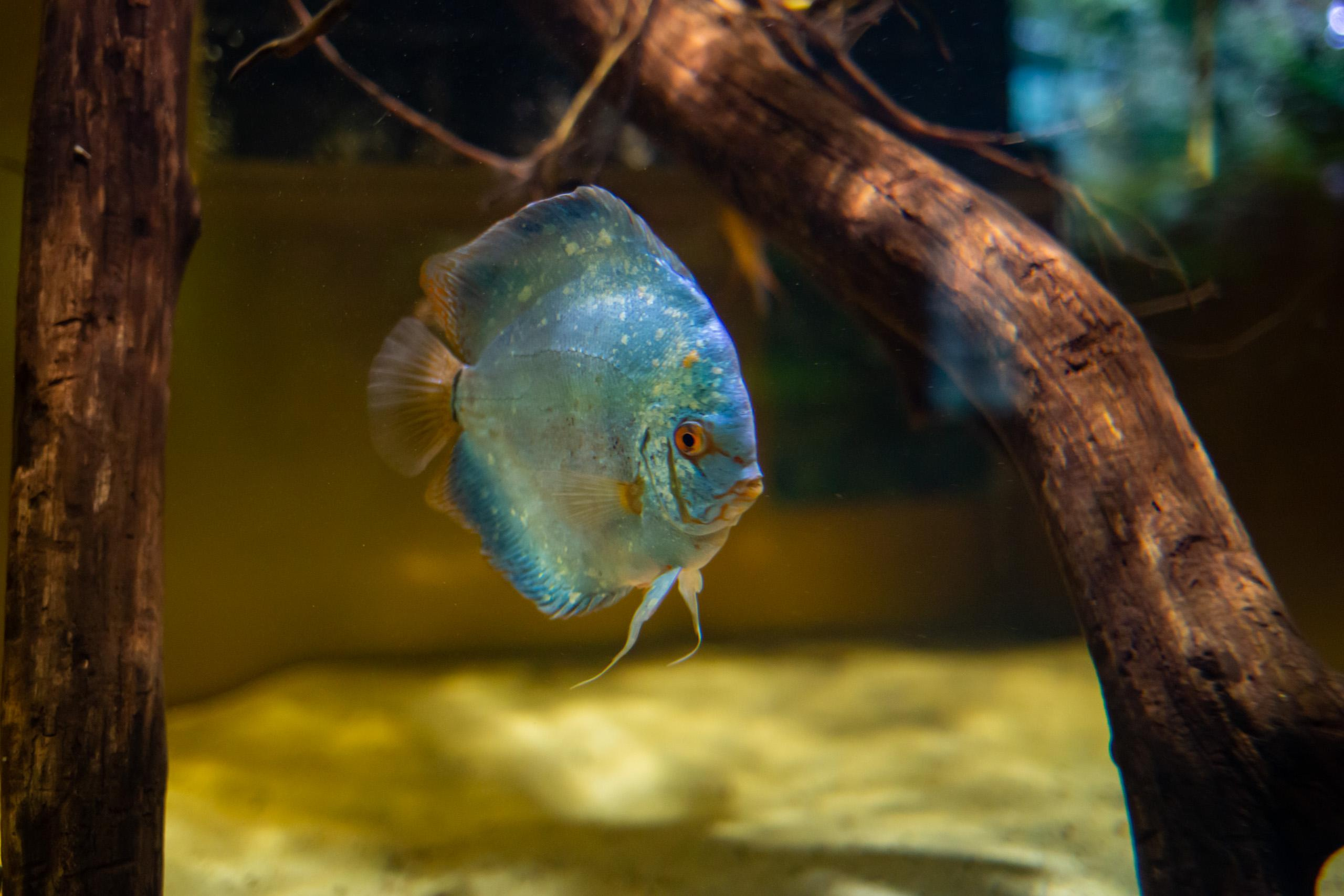 Москвариум. Photographer Sonkina Tatiana (Tanya Ash)